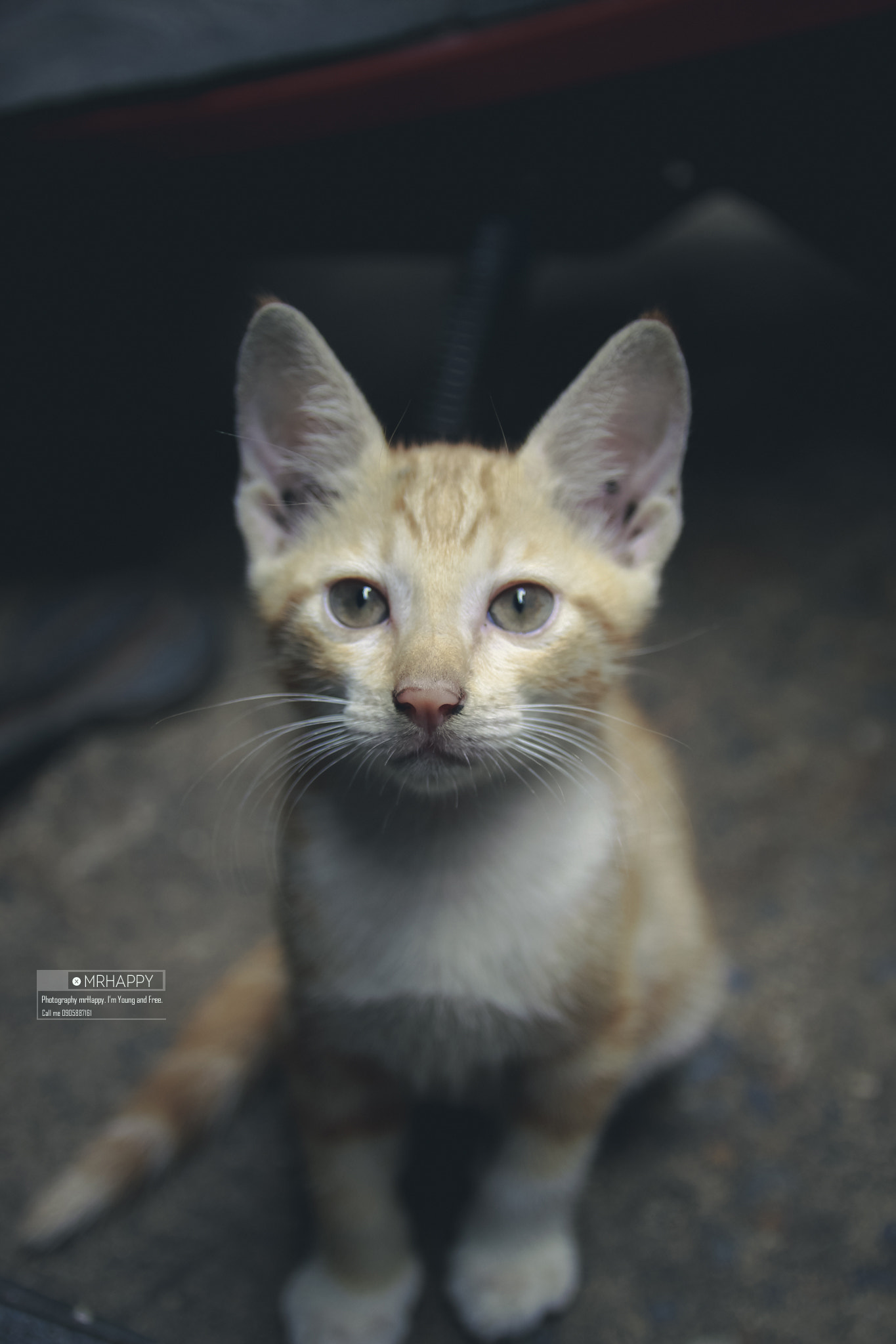 Canon EOS 600D (Rebel EOS T3i / EOS Kiss X5) sample photo. Cat photography