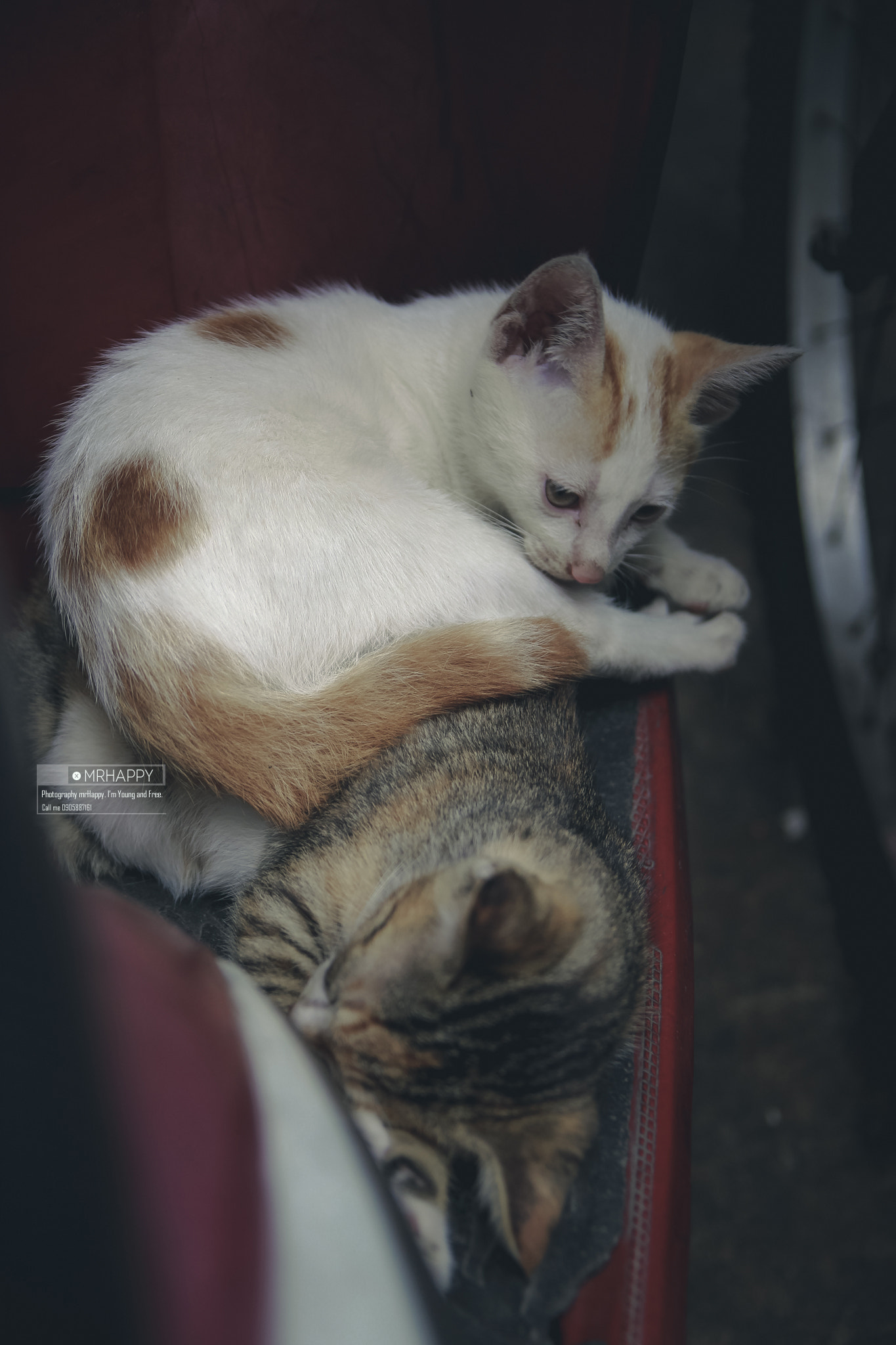 Canon EOS 600D (Rebel EOS T3i / EOS Kiss X5) sample photo. Cat photography