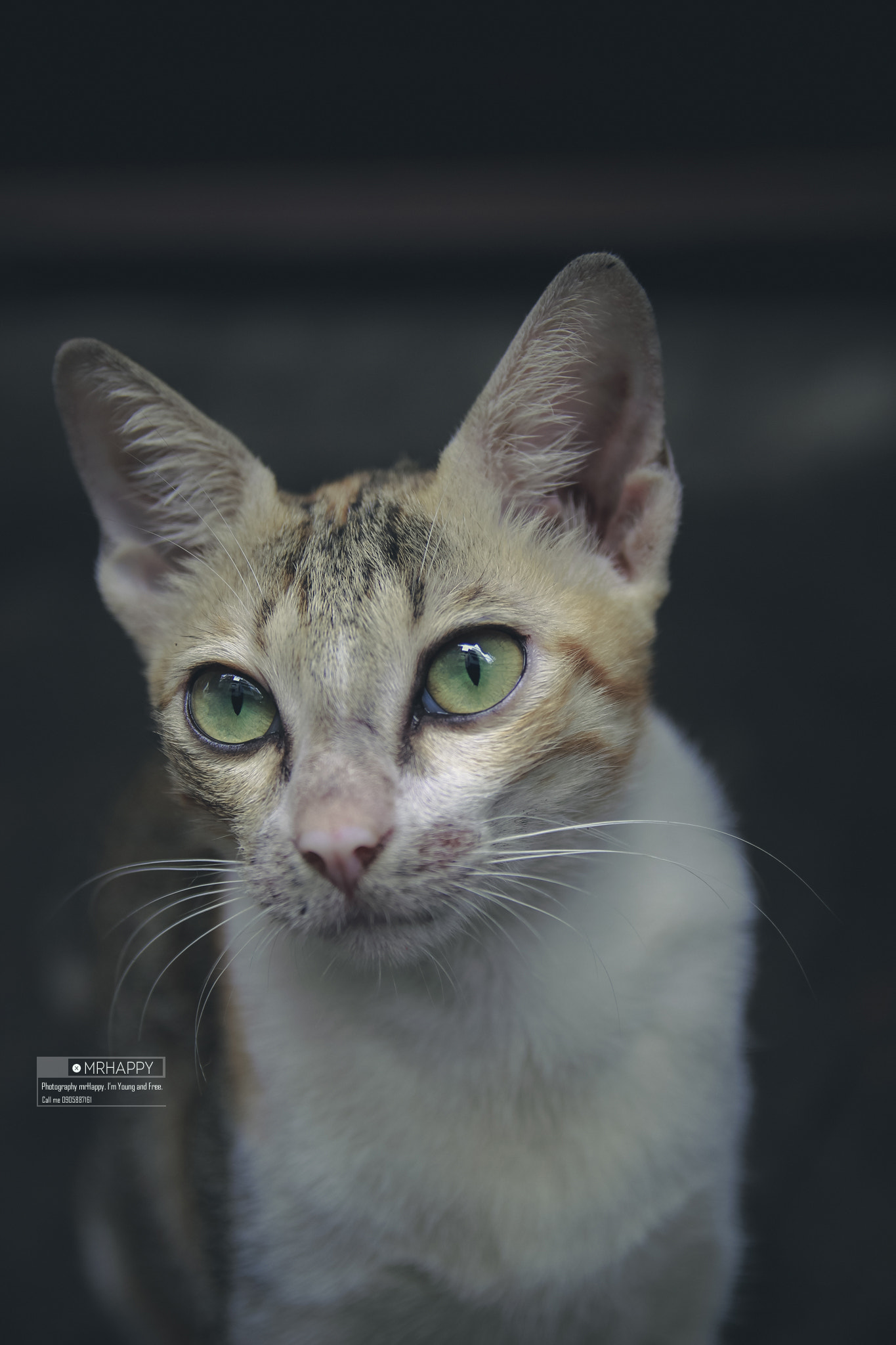 Canon EOS 600D (Rebel EOS T3i / EOS Kiss X5) sample photo. Cat photography