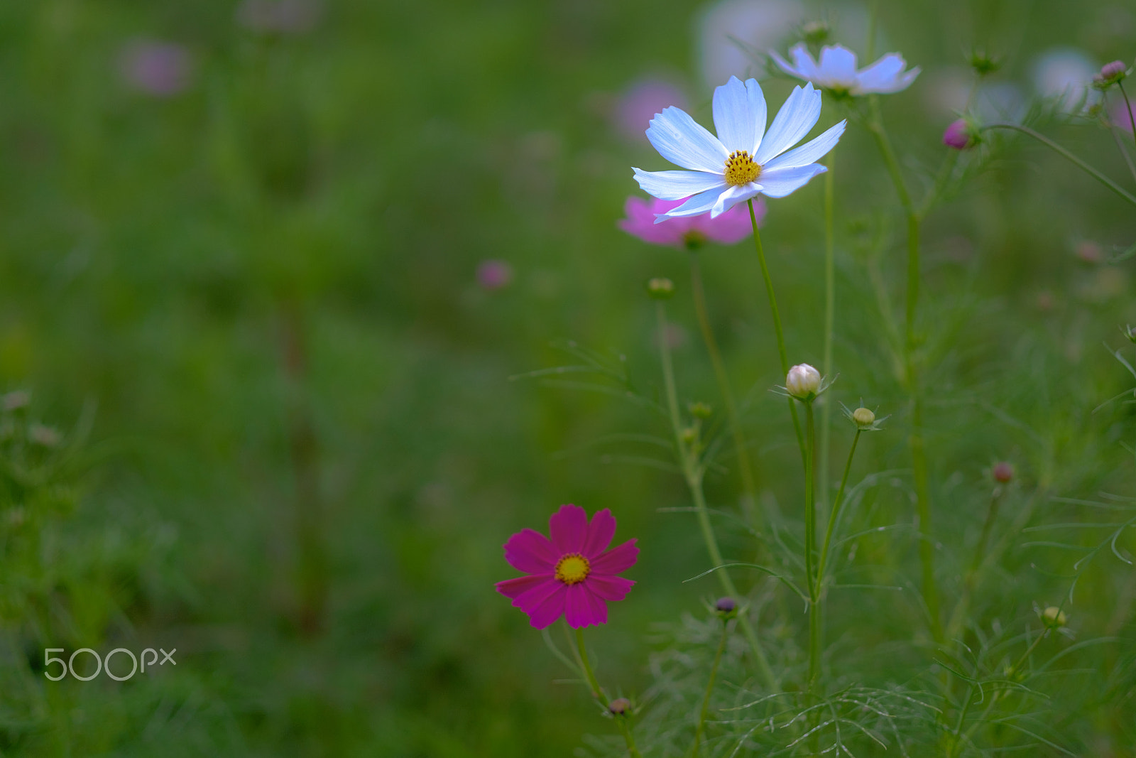 Fujifilm X-T1 + Fujifilm XF 56mm F1.2 R APD sample photo. Cosmos#3 photography