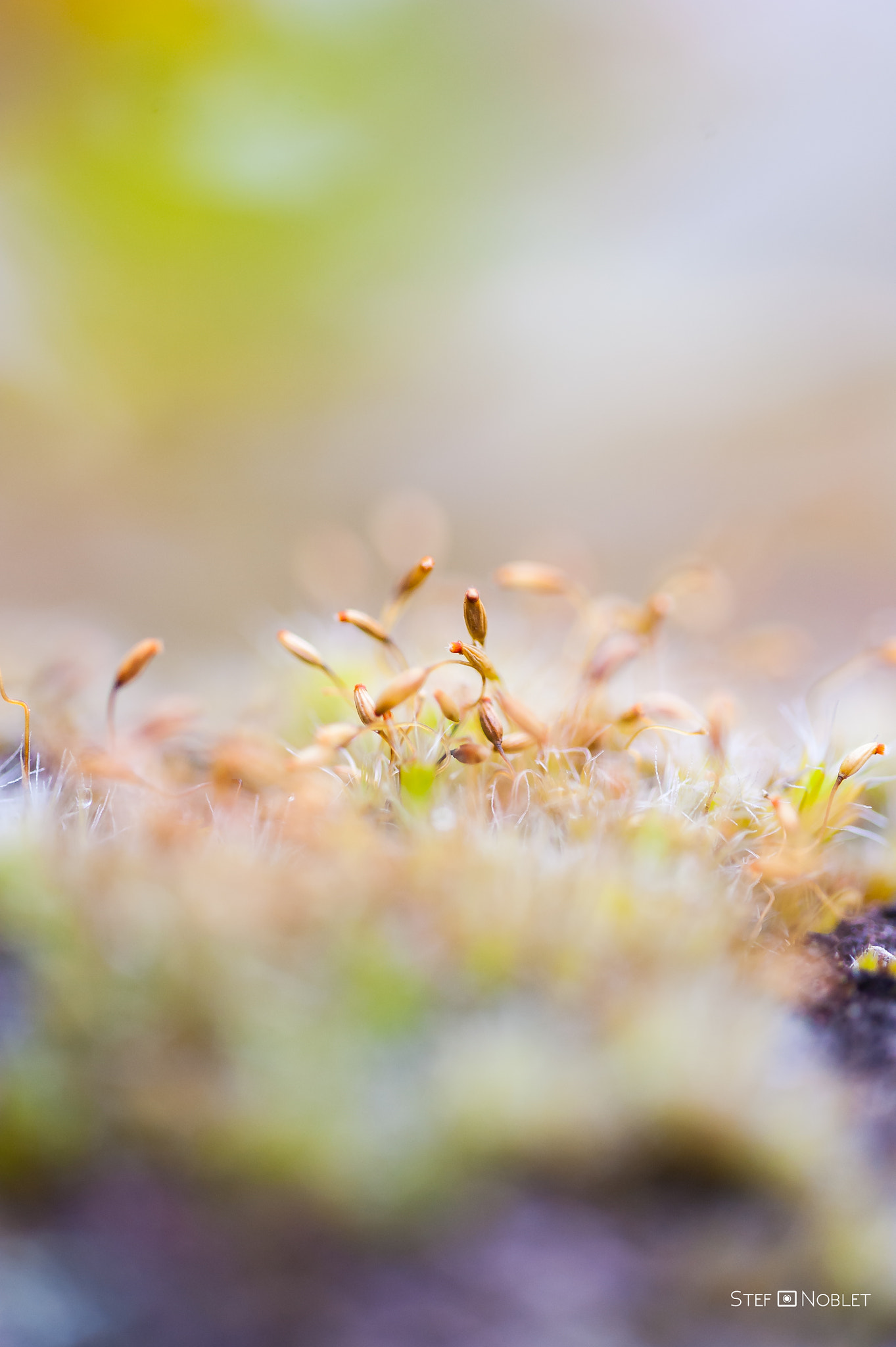 Sigma 105mm F2.8 EX DG OS HSM sample photo. La foule photography