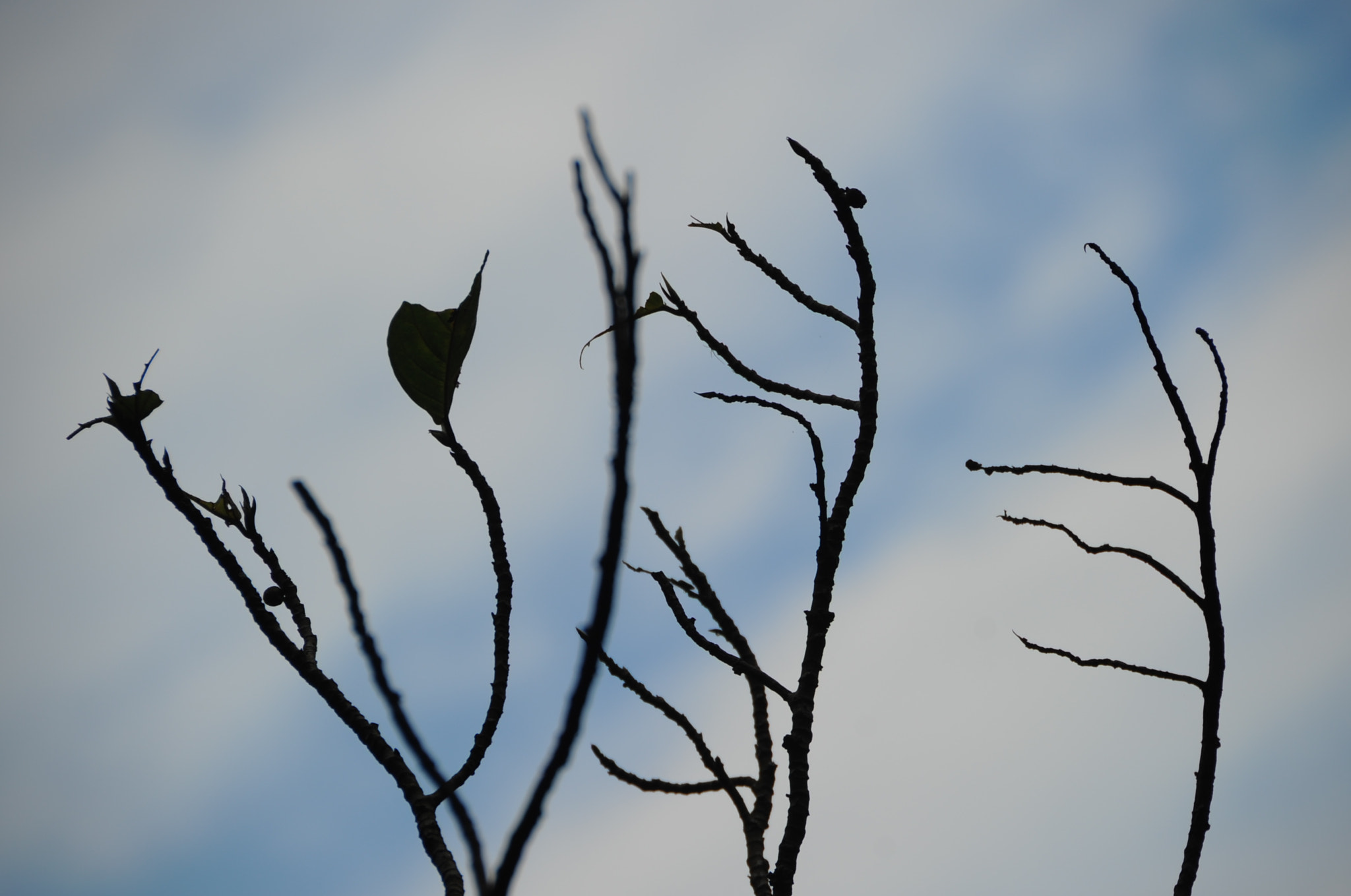 Nikon D3S sample photo. .. photography