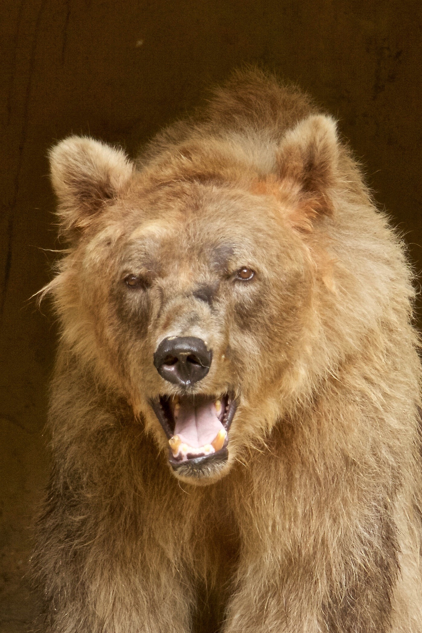 Canon EOS 5D Mark II + Canon EF 70-200mm F2.8L USM sample photo. De europese bruine beer (ursus arctos arctos) is e ... photography