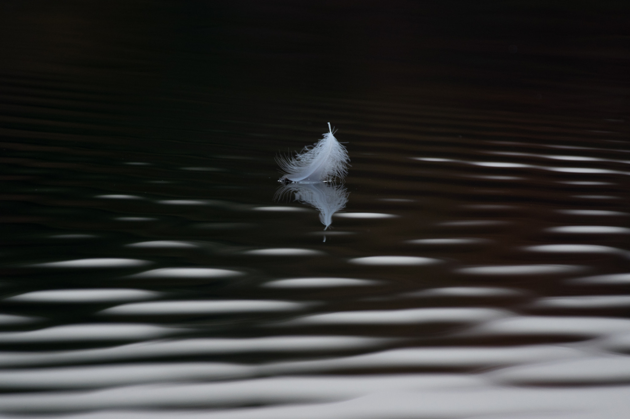Pentax K-3 sample photo. Feather and ripples on lake photography