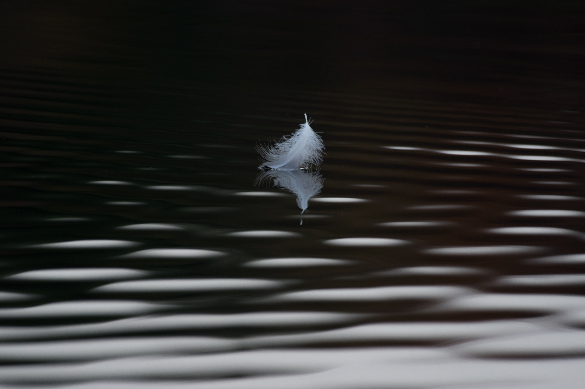 Pentax smc DA* 300mm F4.0 ED (IF) SDM sample photo. Feather and ripples on lake photography