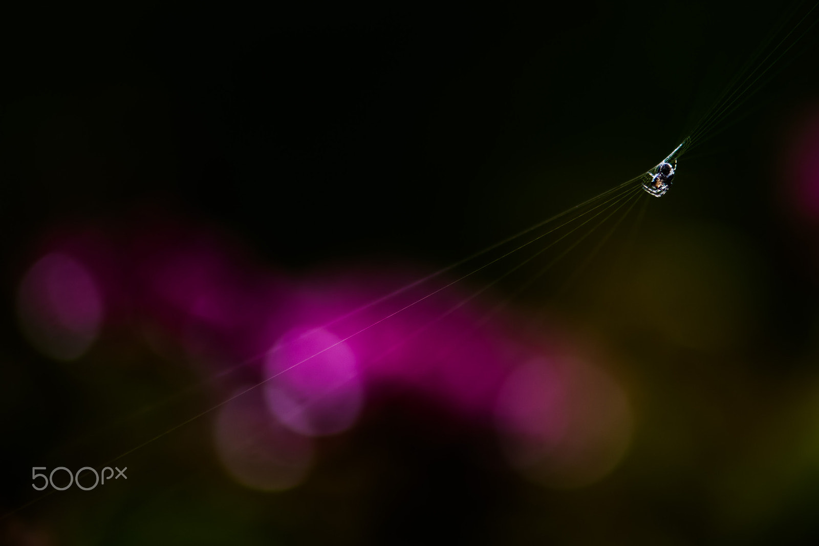 Nikon AF-S Micro-Nikkor 105mm F2.8G IF-ED VR sample photo. Spider photography
