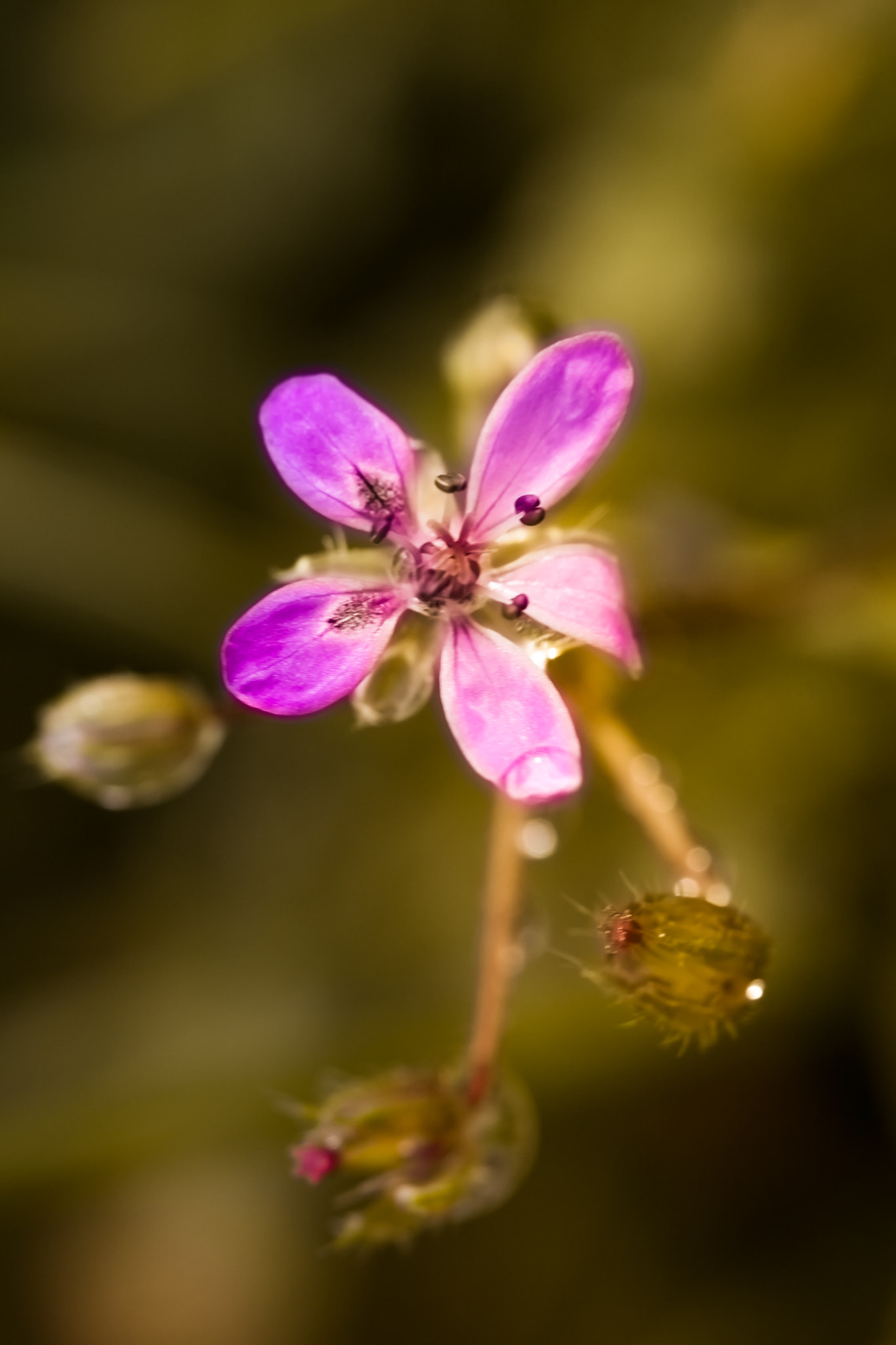 Canon EF 100mm F2.8 Macro USM sample photo. Galerie photography