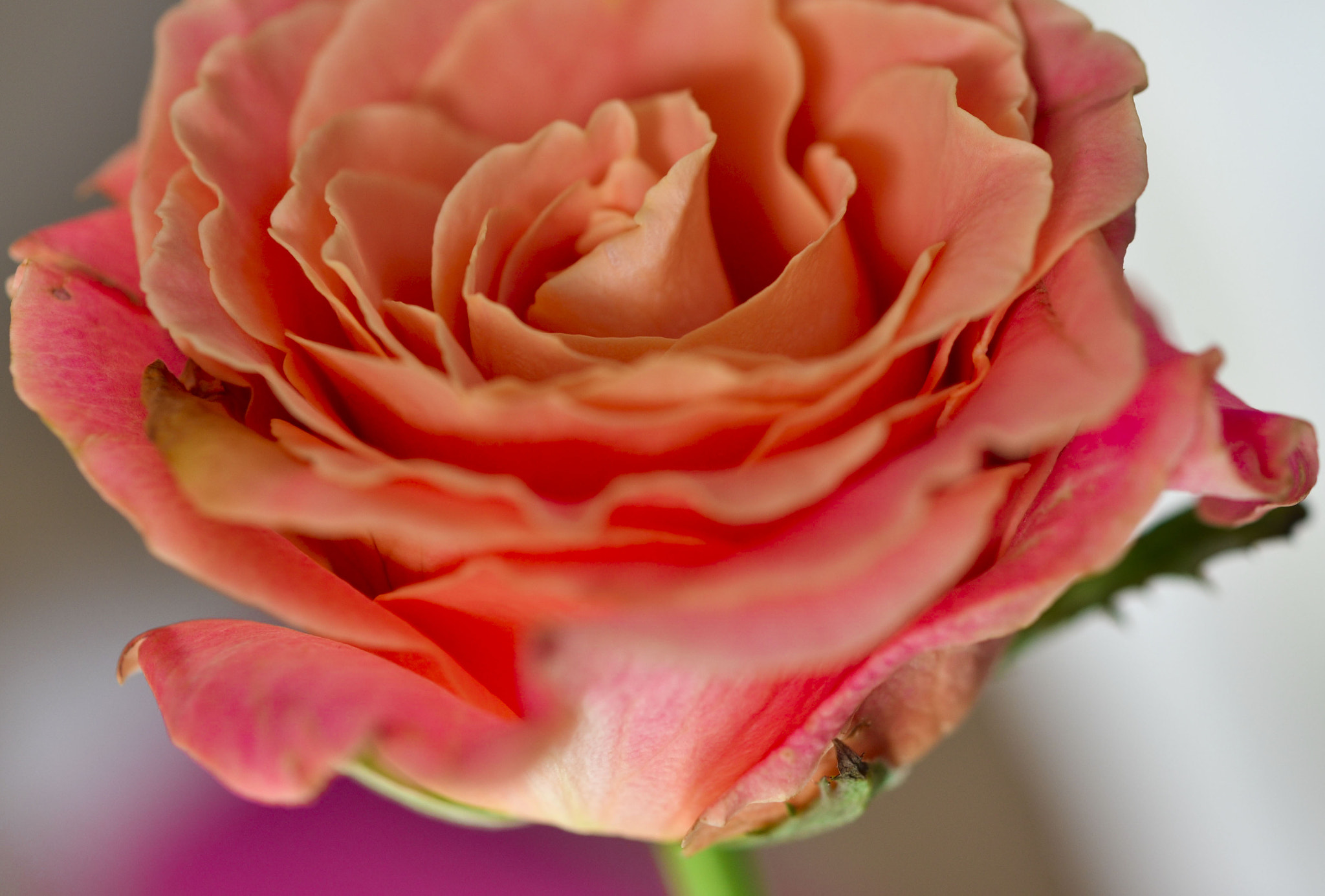 Nikon AF-S Micro-Nikkor 60mm F2.8G ED sample photo. Pink rose photography