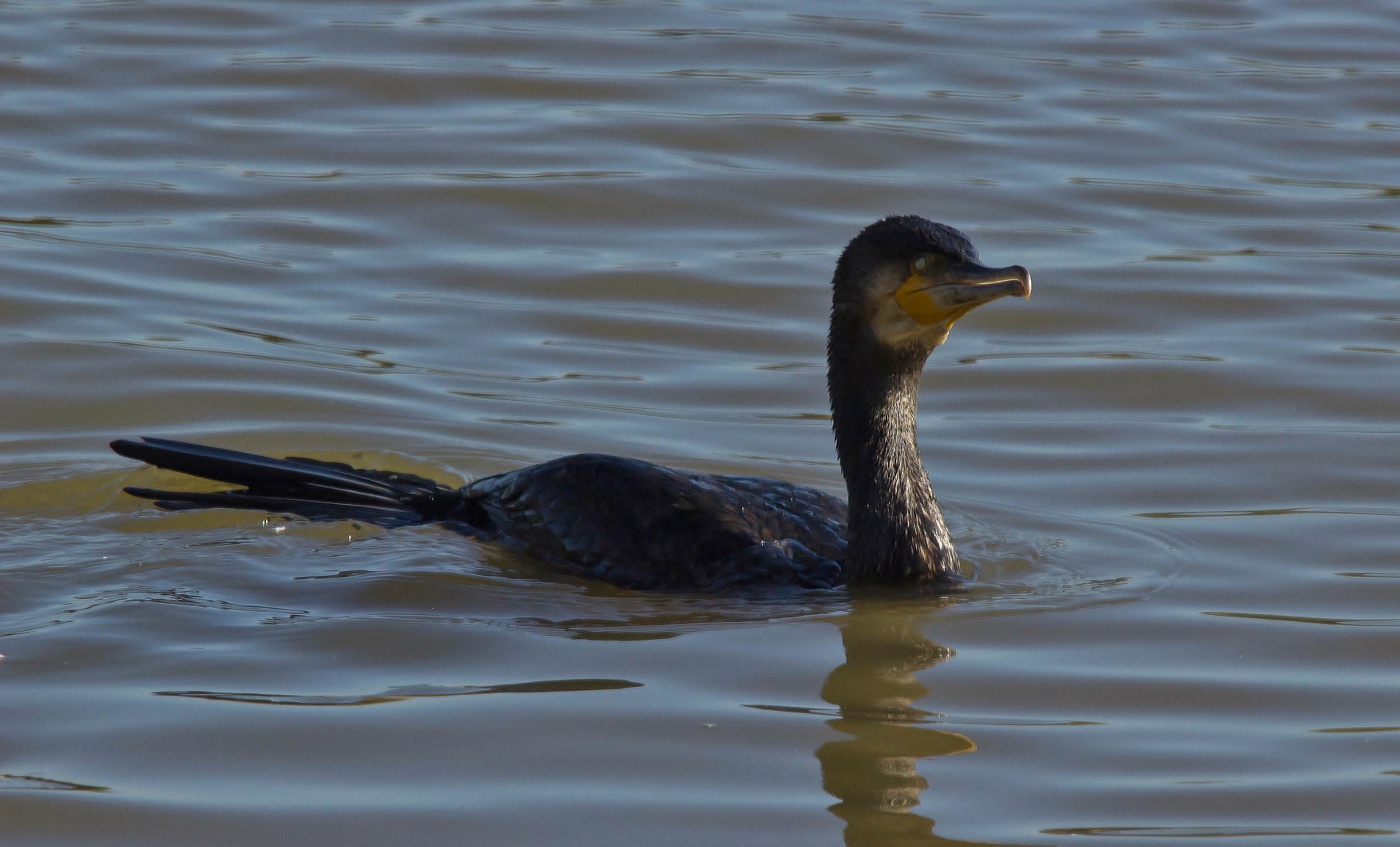 Sigma 150-500mm F5-6.3 DG OS HSM sample photo. Cormoran photography