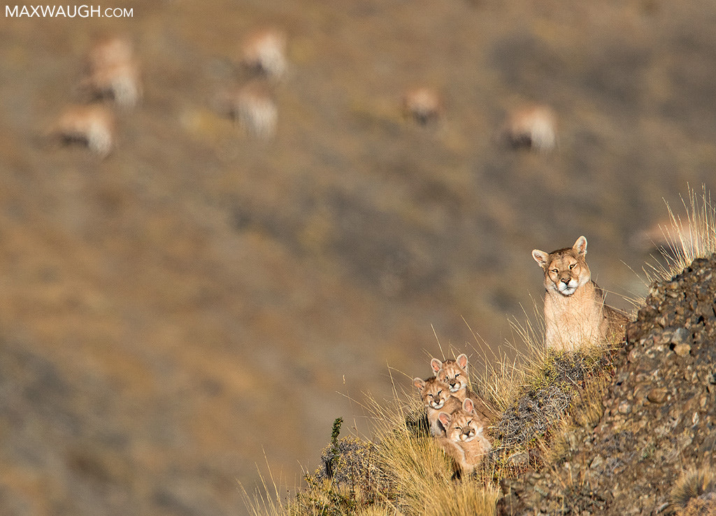 Canon EF 600mm F4L IS II USM sample photo. Puma and cubs photography