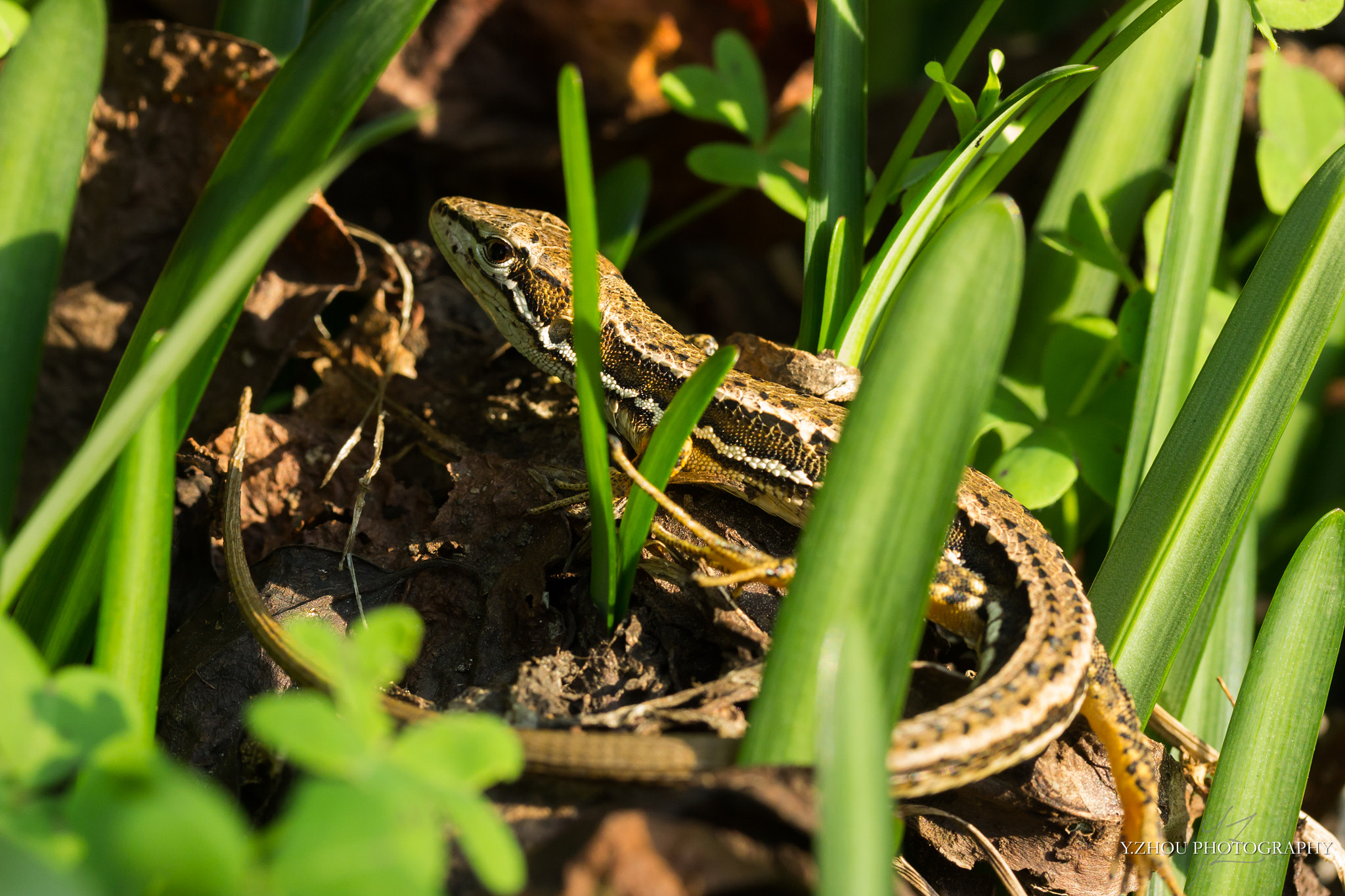 Canon EF-S 60mm F2.8 Macro USM sample photo. Lizard photography