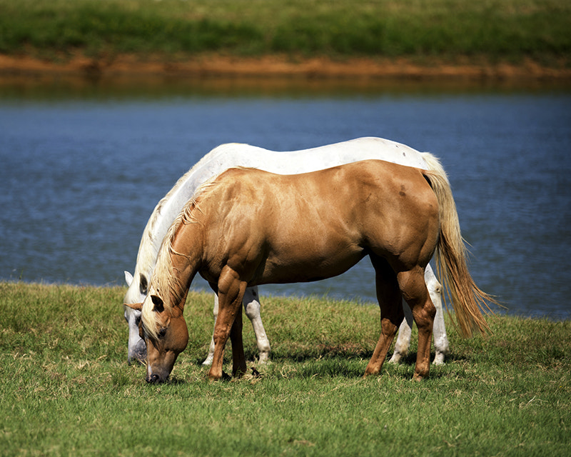 Nikon AF-S Nikkor 800mm F5.6E FL ED VR sample photo. Horses photography