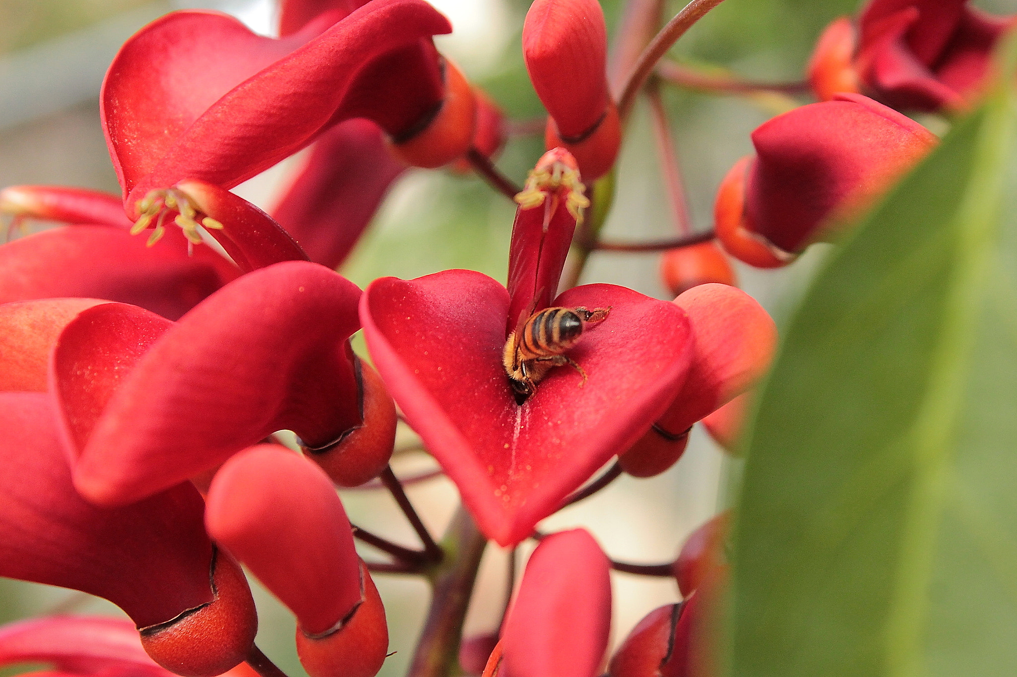 Canon EOS 1100D (EOS Rebel T3 / EOS Kiss X50) + Canon EF-S 18-55mm F3.5-5.6 IS II sample photo. Coral flowers photography