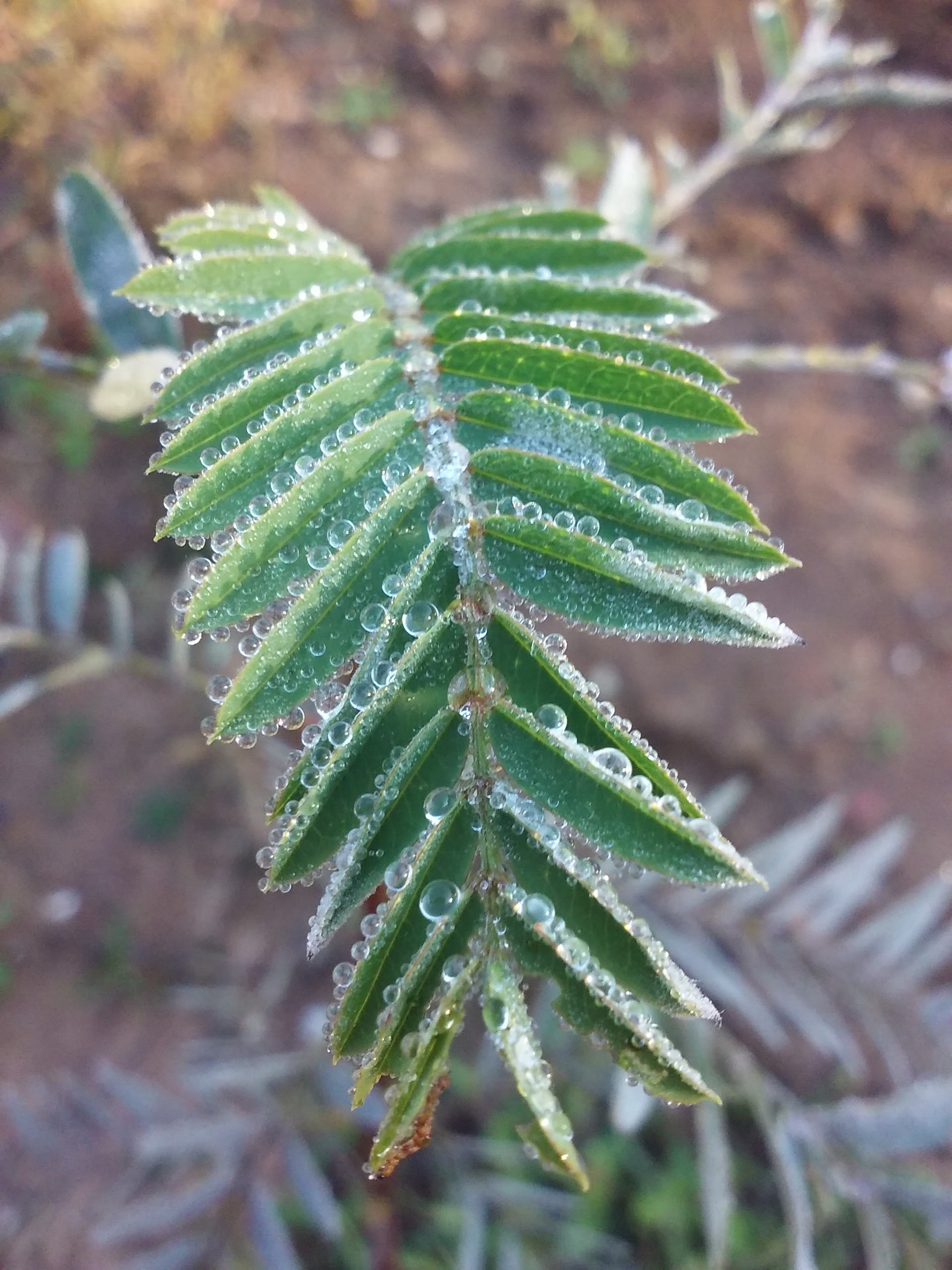 LG LEON 4G LTE sample photo. 20151206_085436.jpg photography