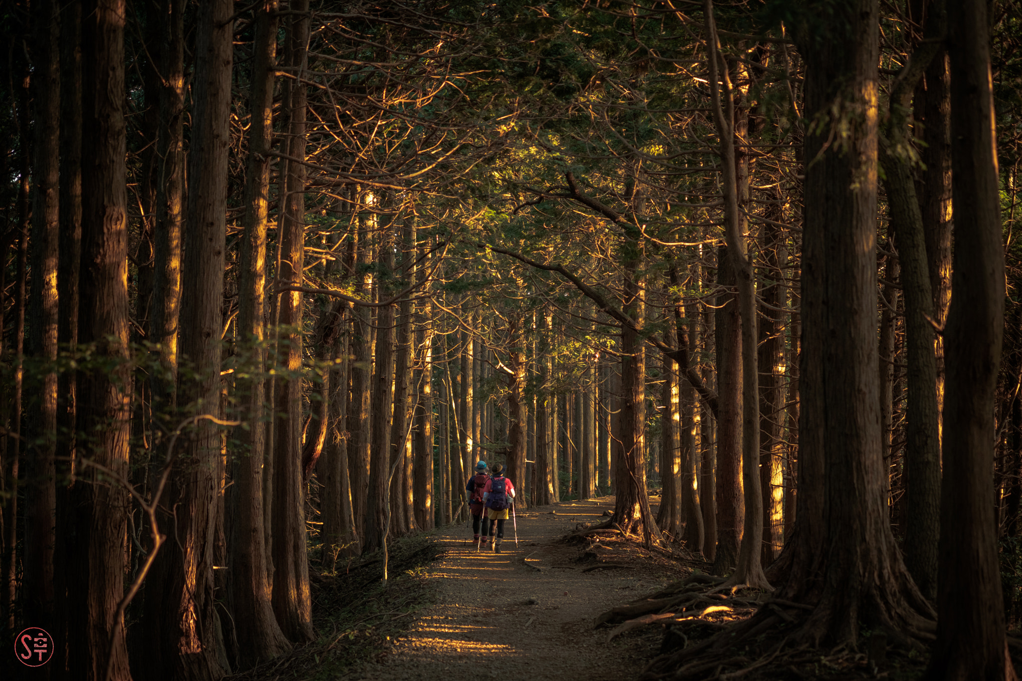 Fujifilm XF 60mm F2.4 R Macro sample photo. 丹沢　塔ノ岳 photography
