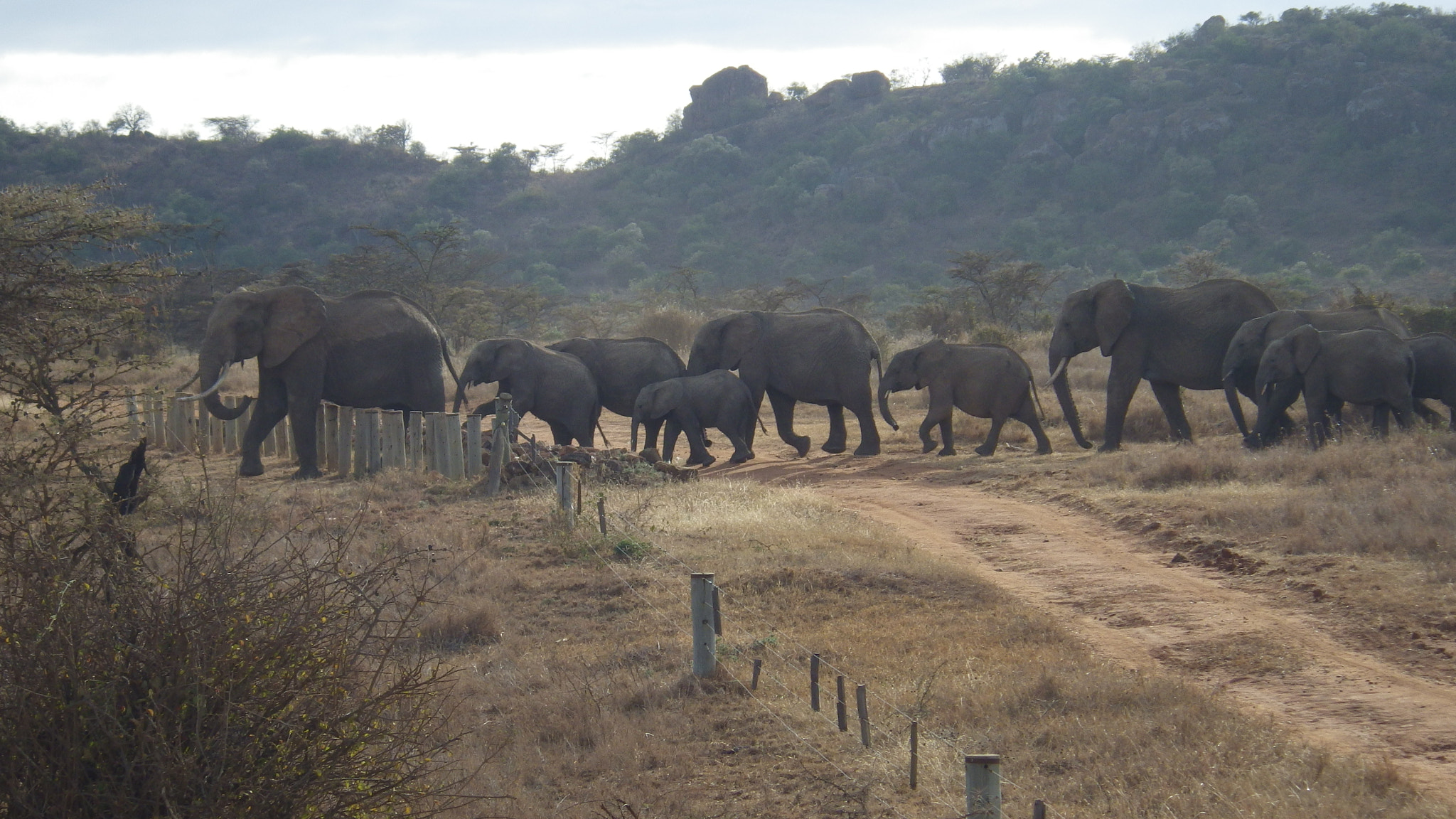 Pentax Optio WG-2 sample photo. Wild elephants photography