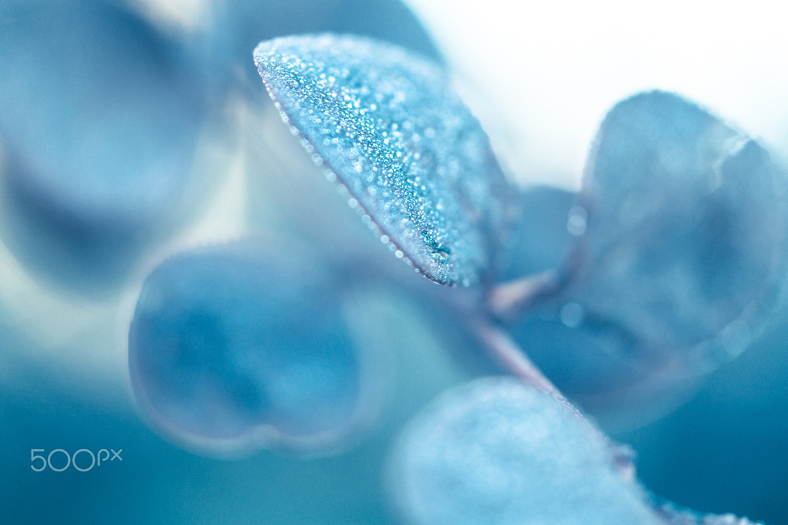Samsung NX30 + Samsung NX 60mm F2.8 Macro ED OIS SSA sample photo. Time after time photography