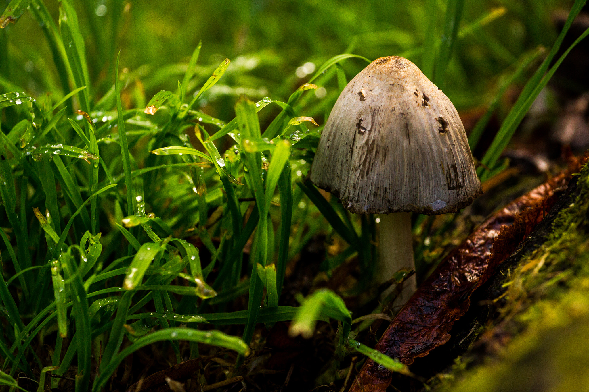 Canon EOS 550D (EOS Rebel T2i / EOS Kiss X4) + Canon EF 70-200mm F4L USM sample photo. Mushroom photography