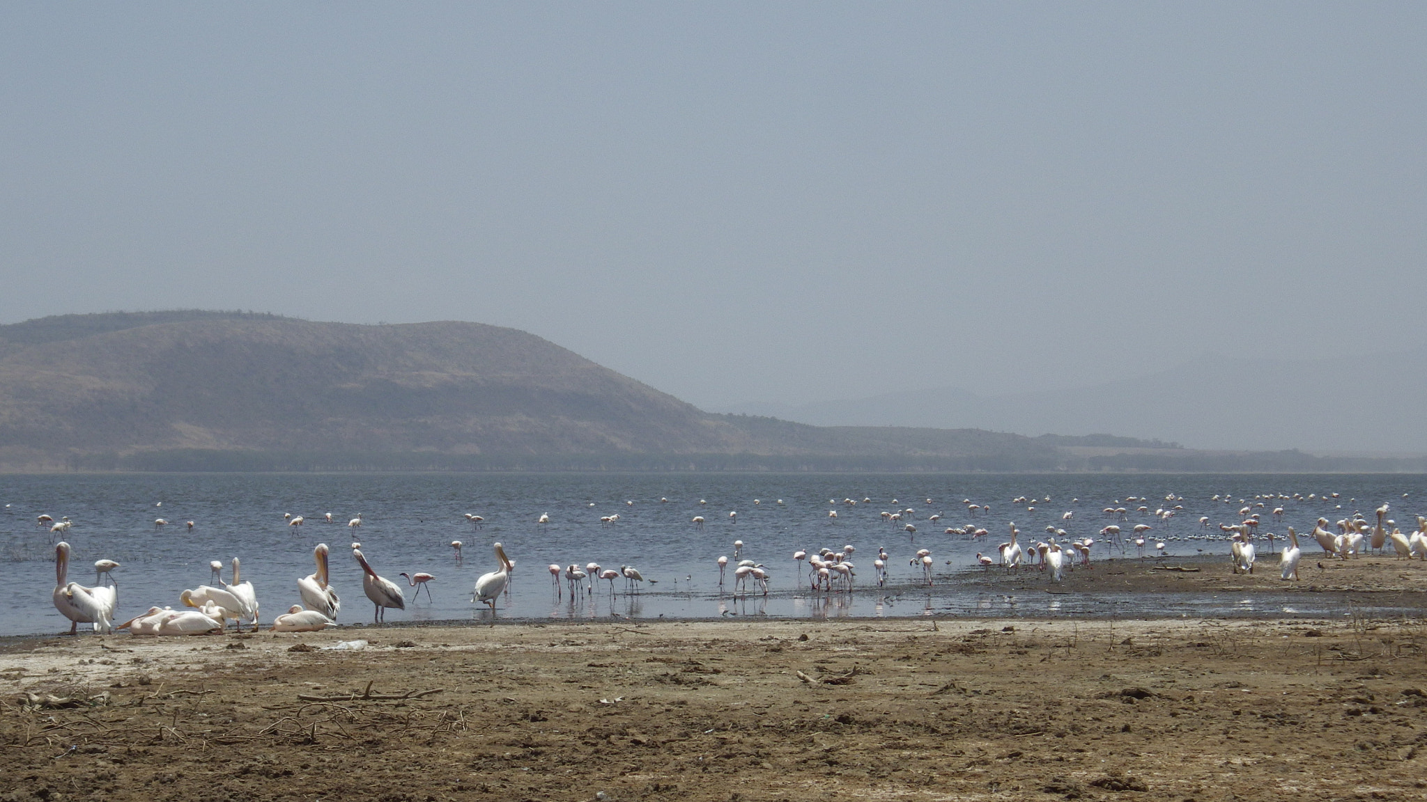 Pentax Optio WG-2 sample photo. Nakuru lake photography
