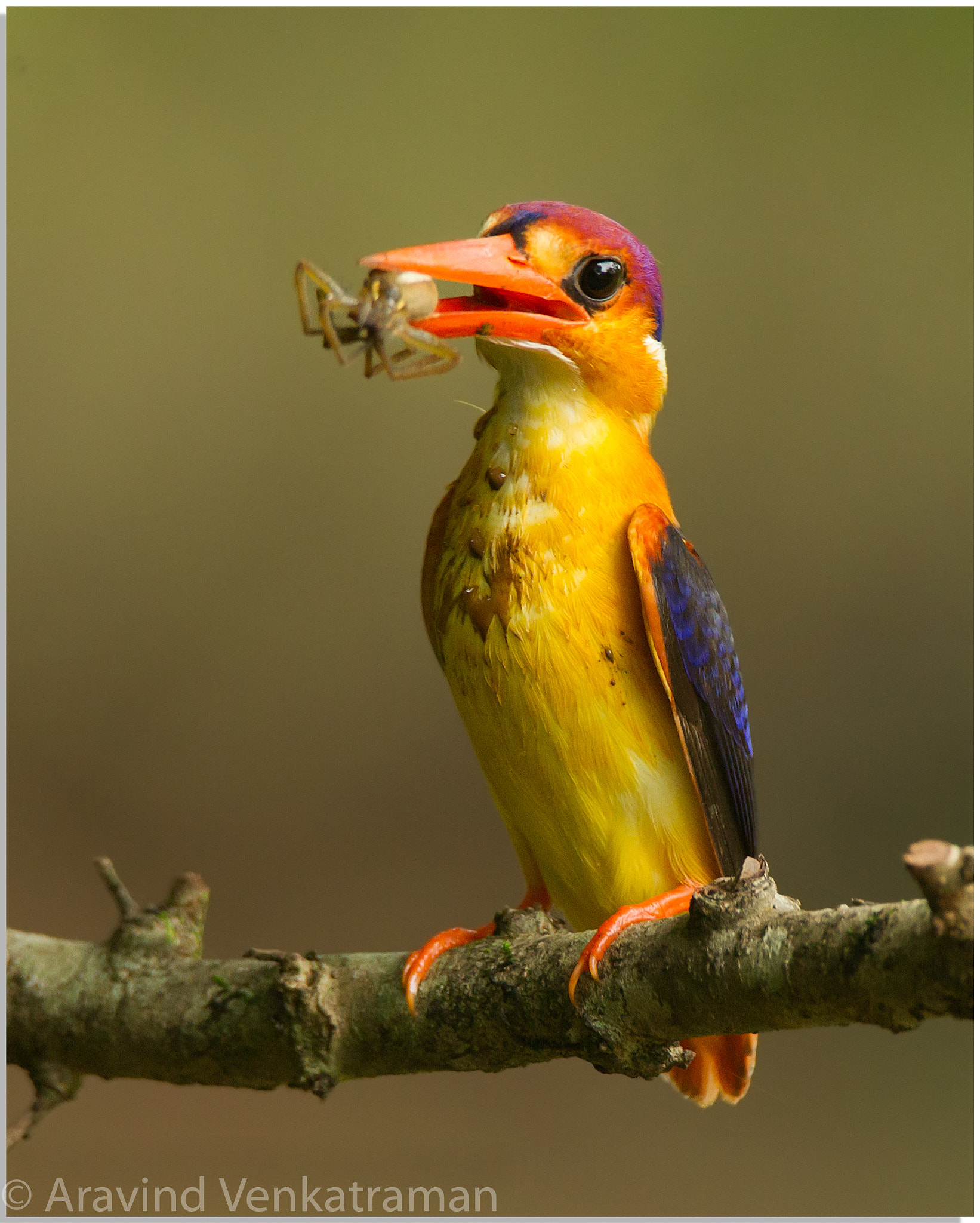 Canon EF 500mm F4L IS USM sample photo. Oriental dwarf kingfisher photography