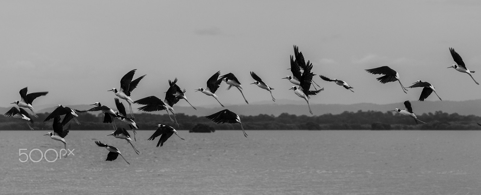 Sigma 105mm F2.8 EX DG OS HSM sample photo. Stilts photography