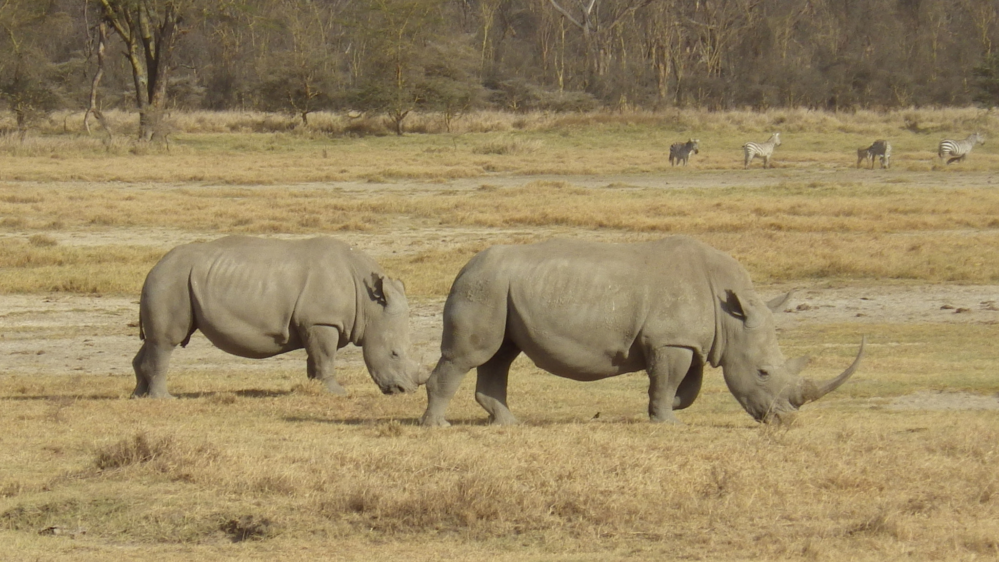 Pentax Optio WG-2 sample photo. Rhino couple photography