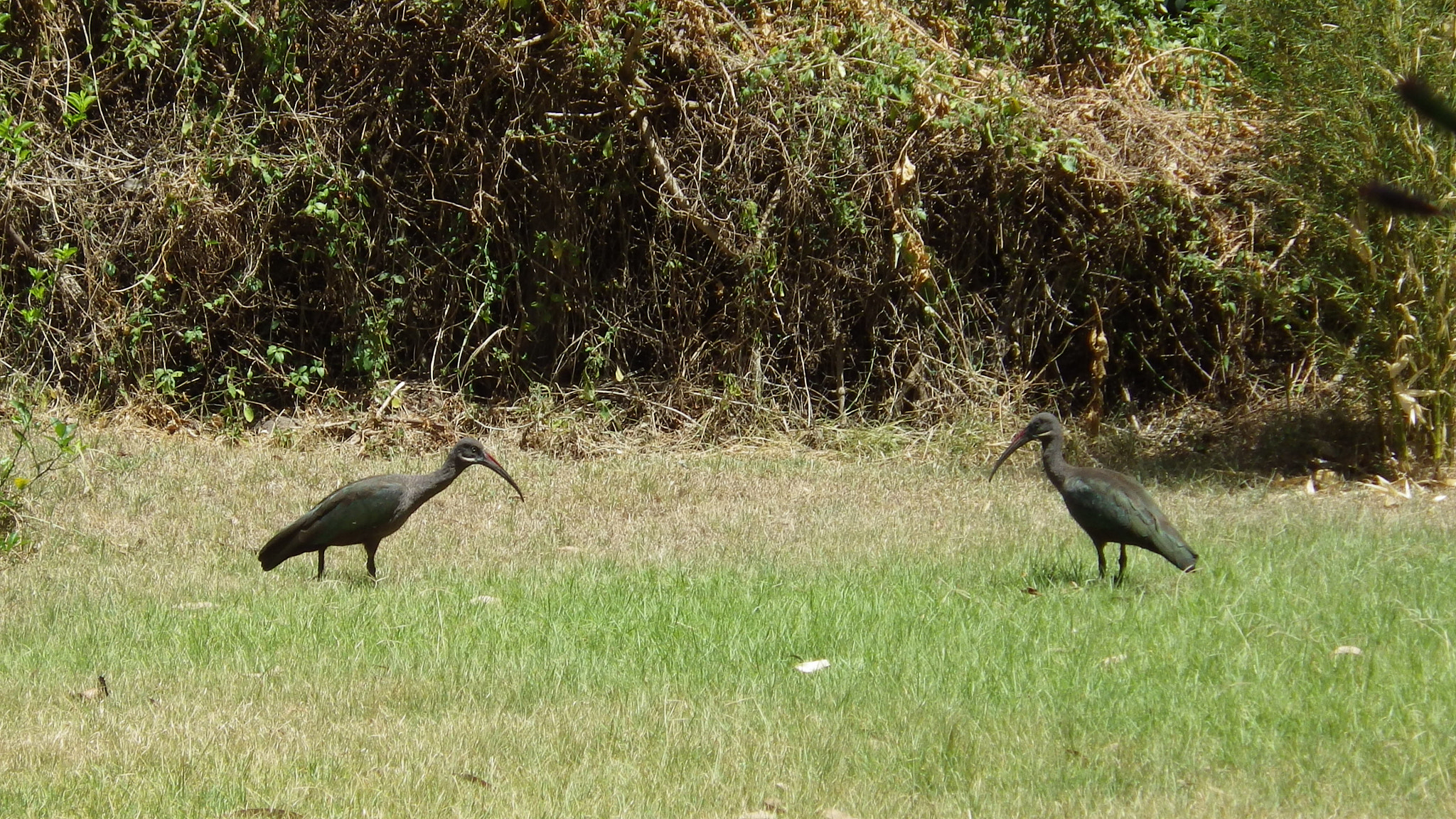 Pentax Optio WG-2 sample photo. Ibis photography