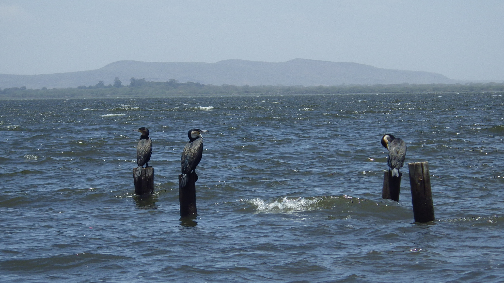 Pentax Optio WG-2 sample photo. Cormorant at nakuru's lake photography
