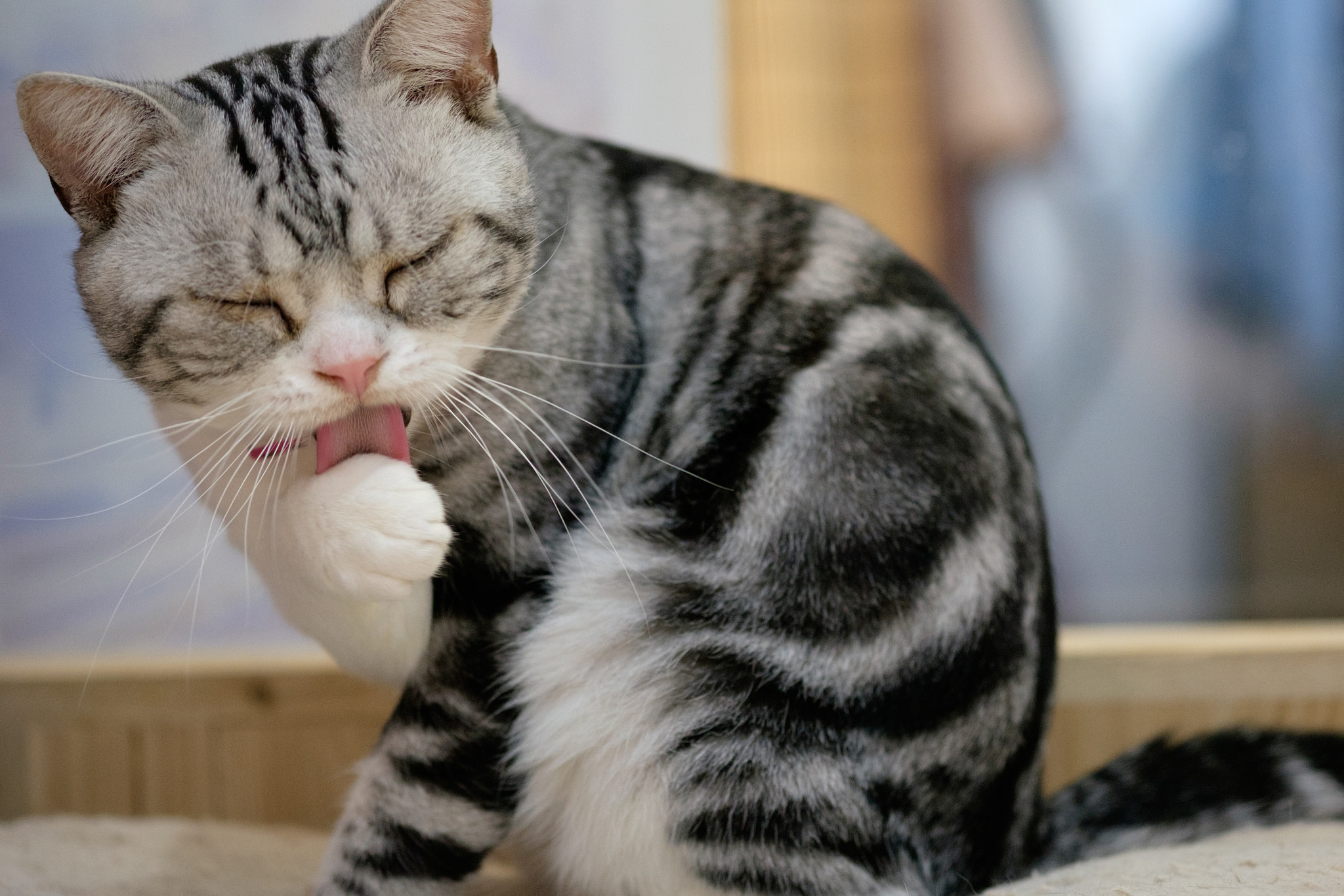 Fujifilm XF 60mm F2.4 R Macro sample photo. Cat photography