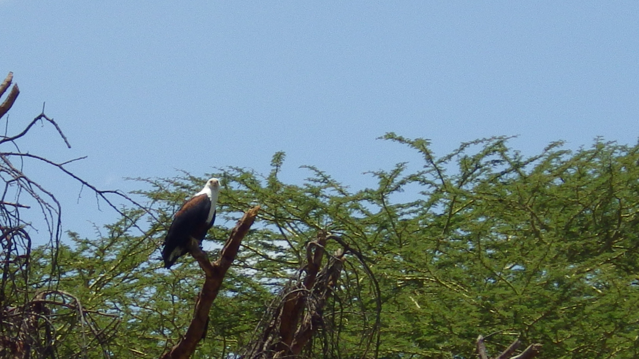 Pentax Optio WG-2 sample photo. Fisherman's eagle photography