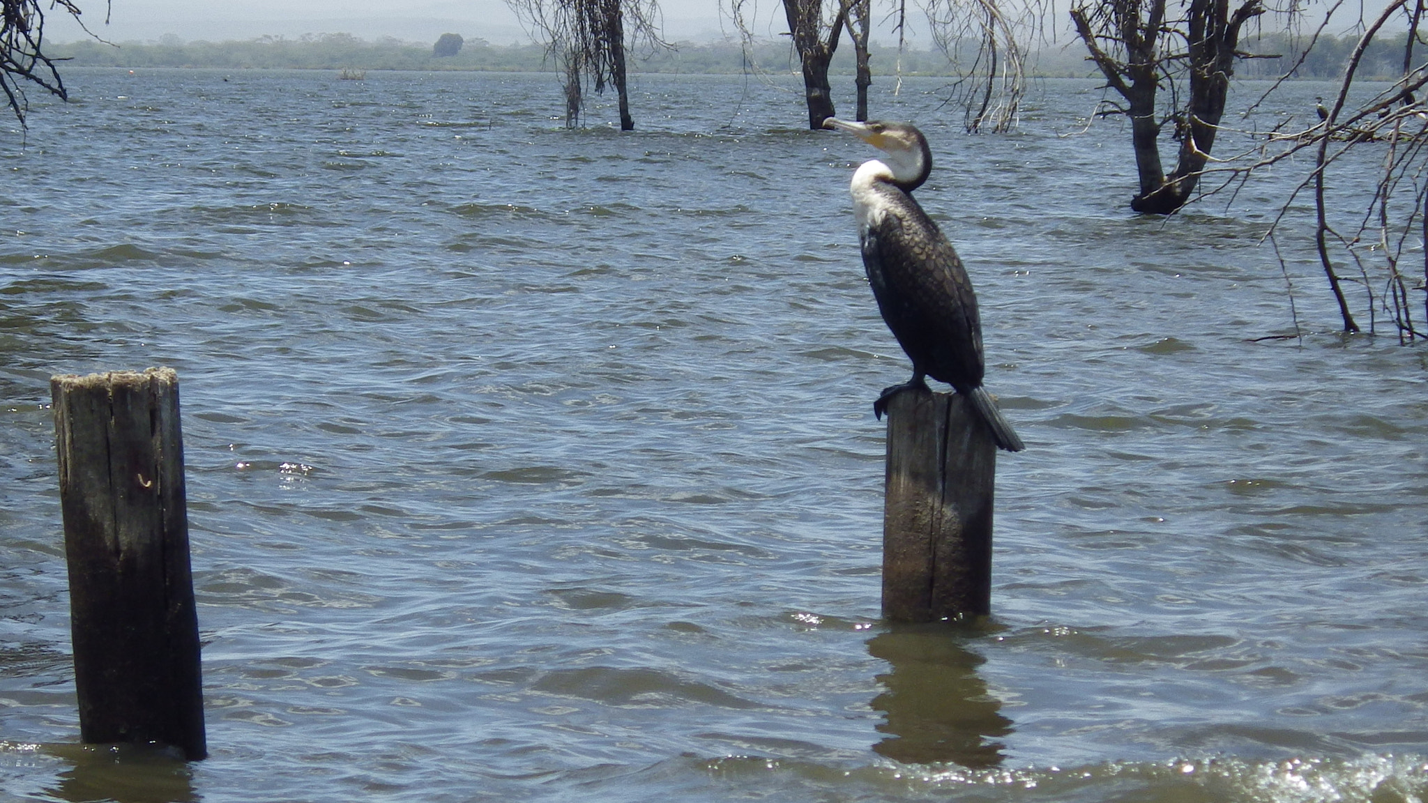 Pentax Optio WG-2 sample photo. Lonely cormorant photography
