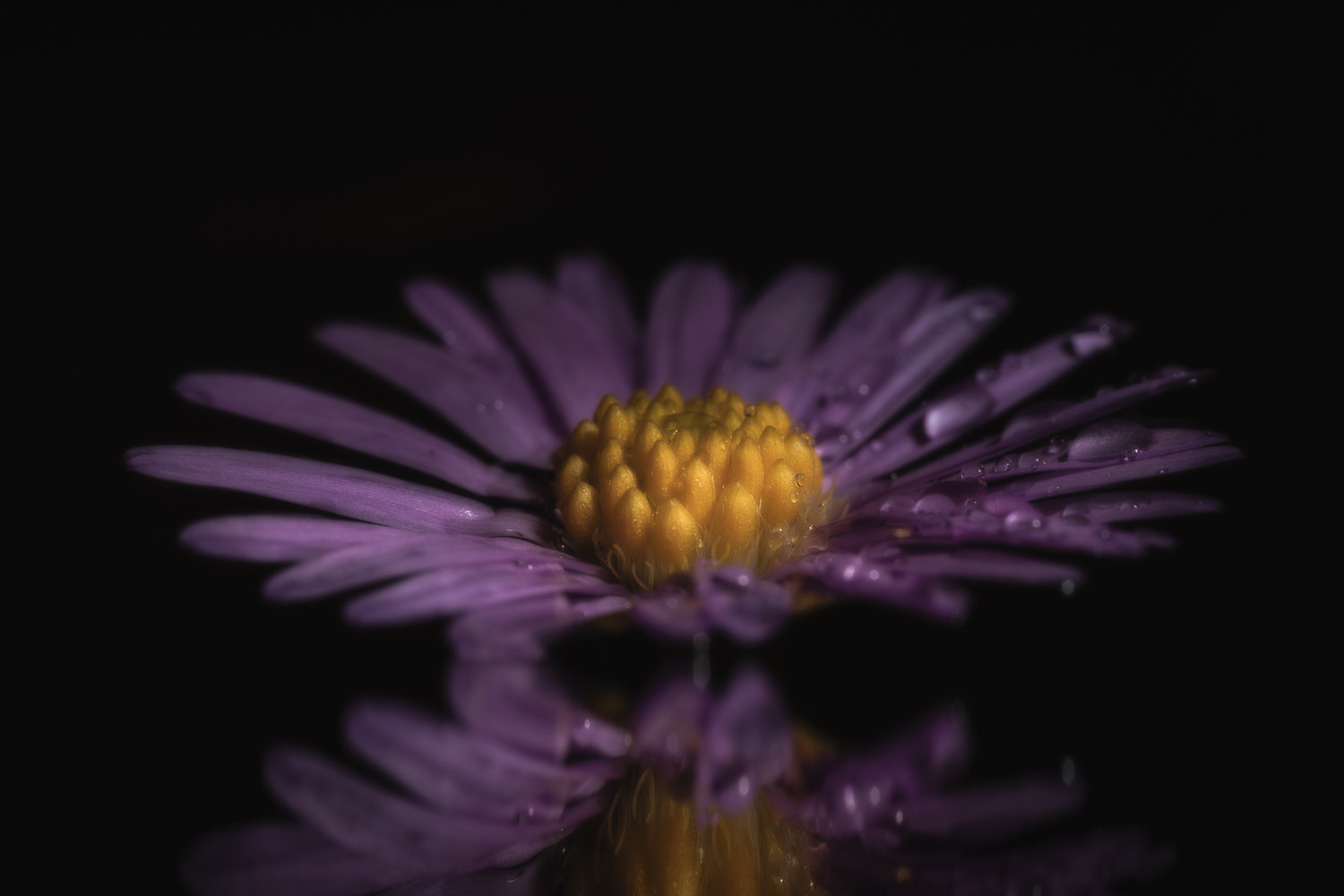 Canon EOS 5D Mark II + Canon MP-E 65mm F2.5 1-5x Macro Photo sample photo. Symphyotrichum novi-belgii photography