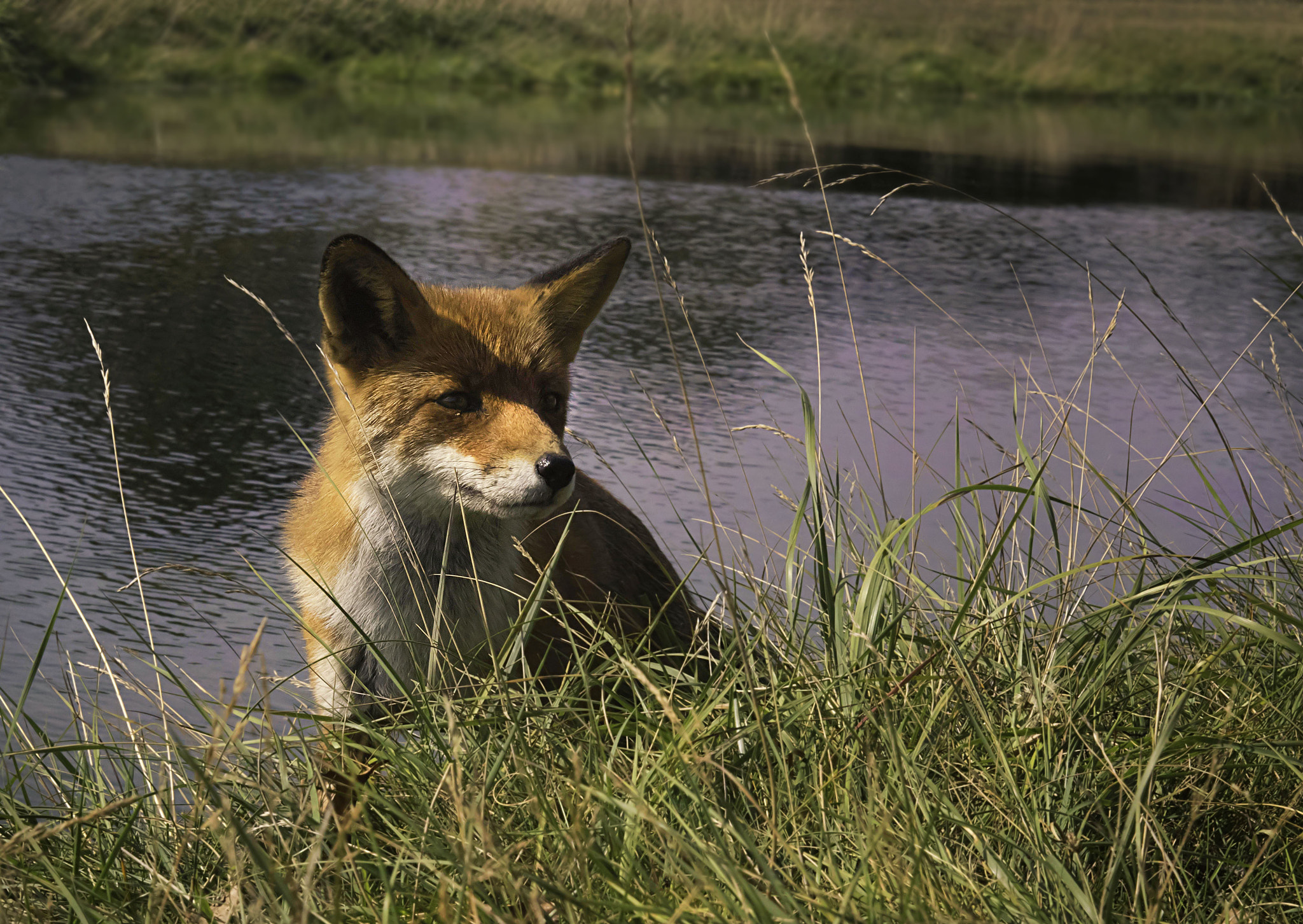 EF28-70mm f/2.8L USM sample photo. Red fox photography