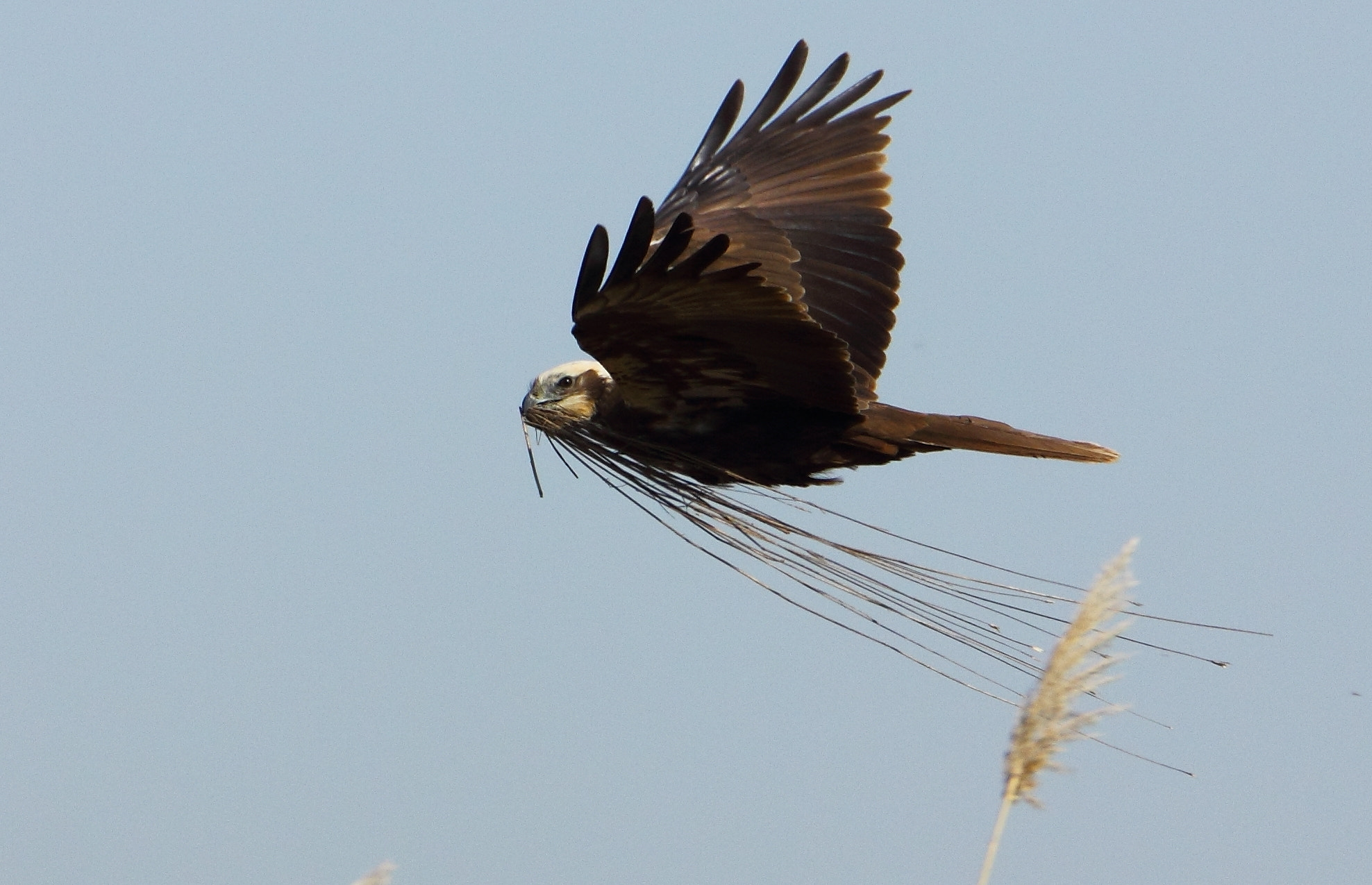 Tamron SP 150-600mm F5-6.3 Di VC USD sample photo. Western marsh-harrier & nesting preparation photography