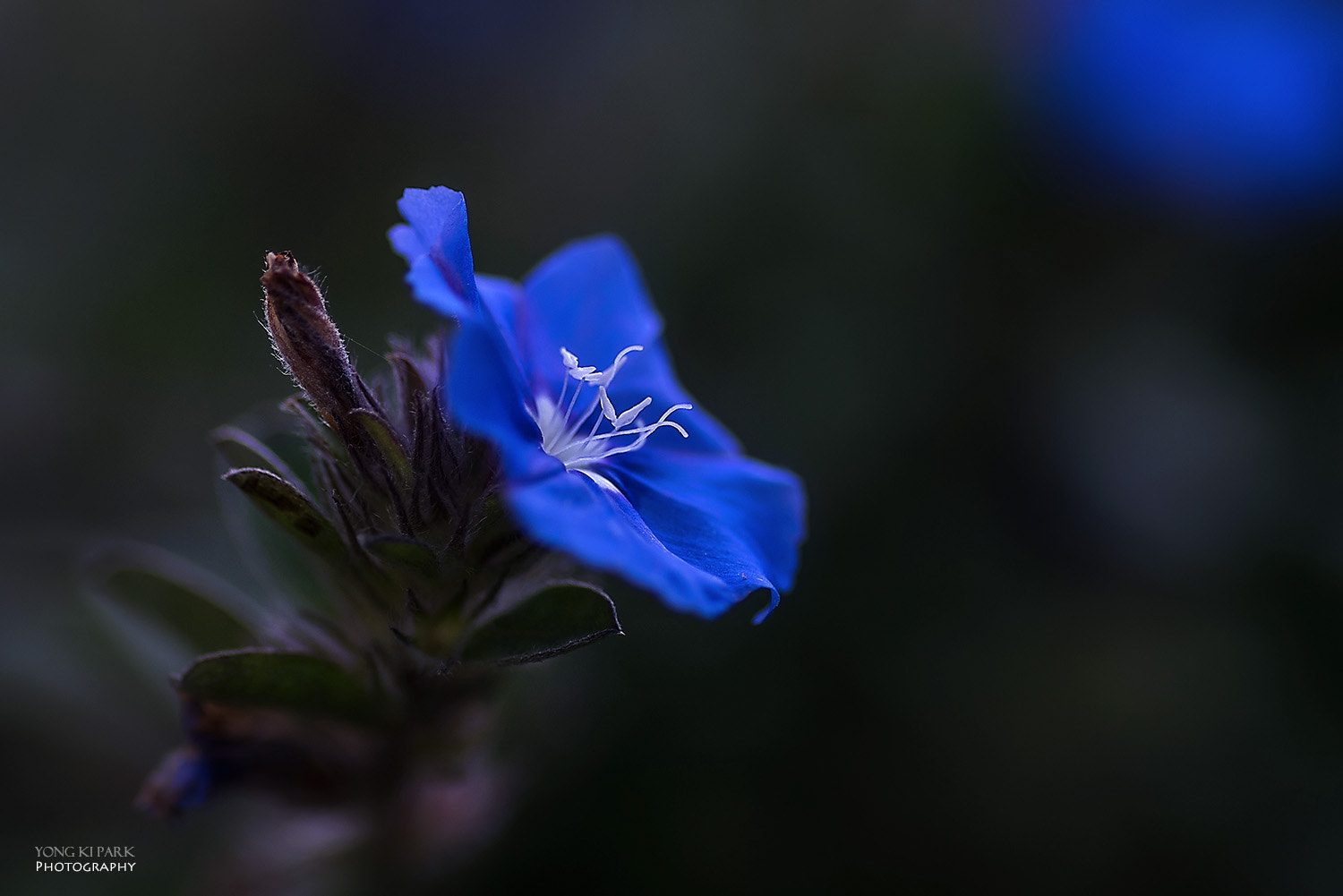 Pentax smc D-FA 100mm F2.8 macro sample photo. The blue desire photography