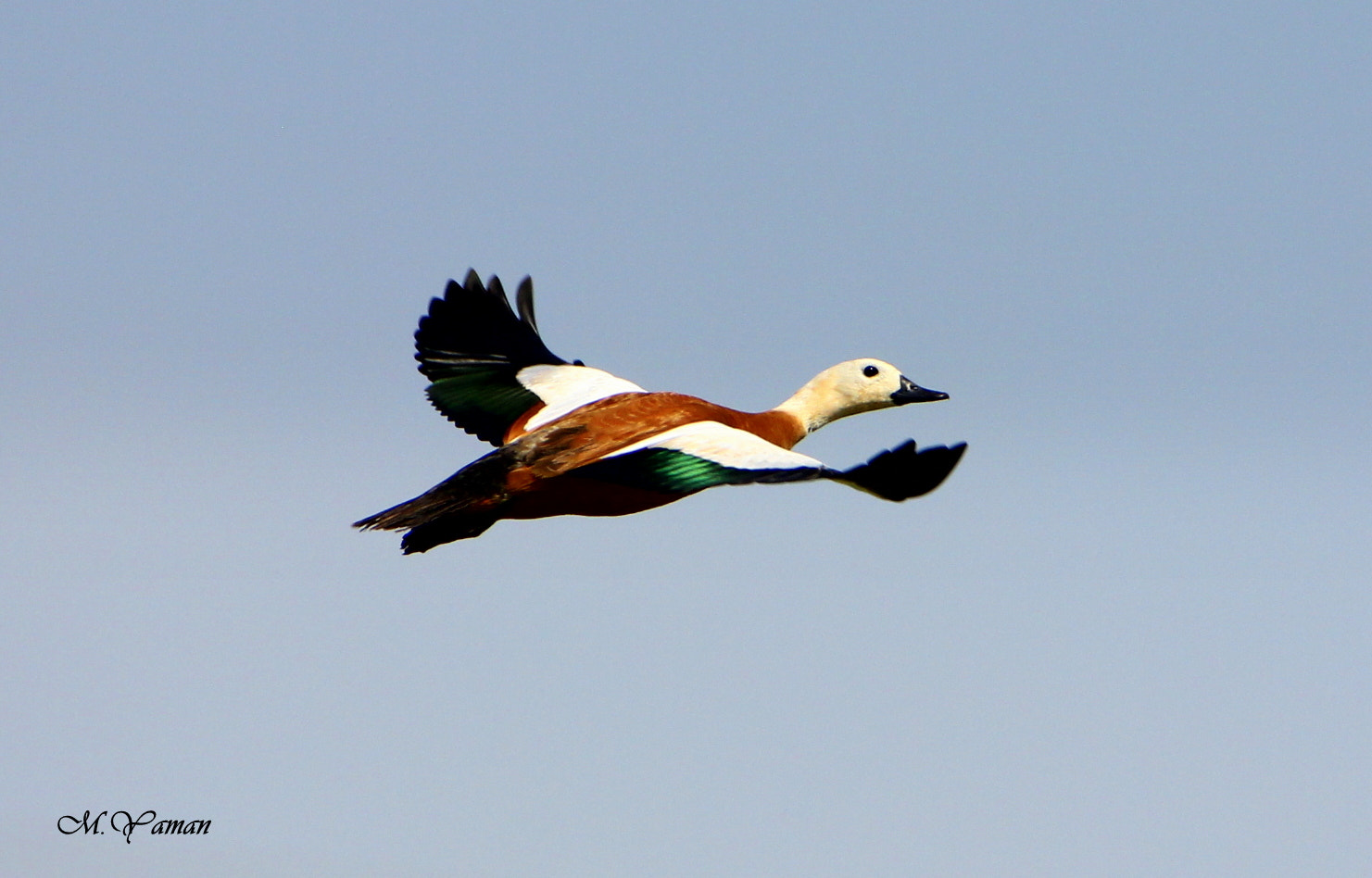 Tamron SP 150-600mm F5-6.3 Di VC USD sample photo. Angıt » ruddy shelduck photography