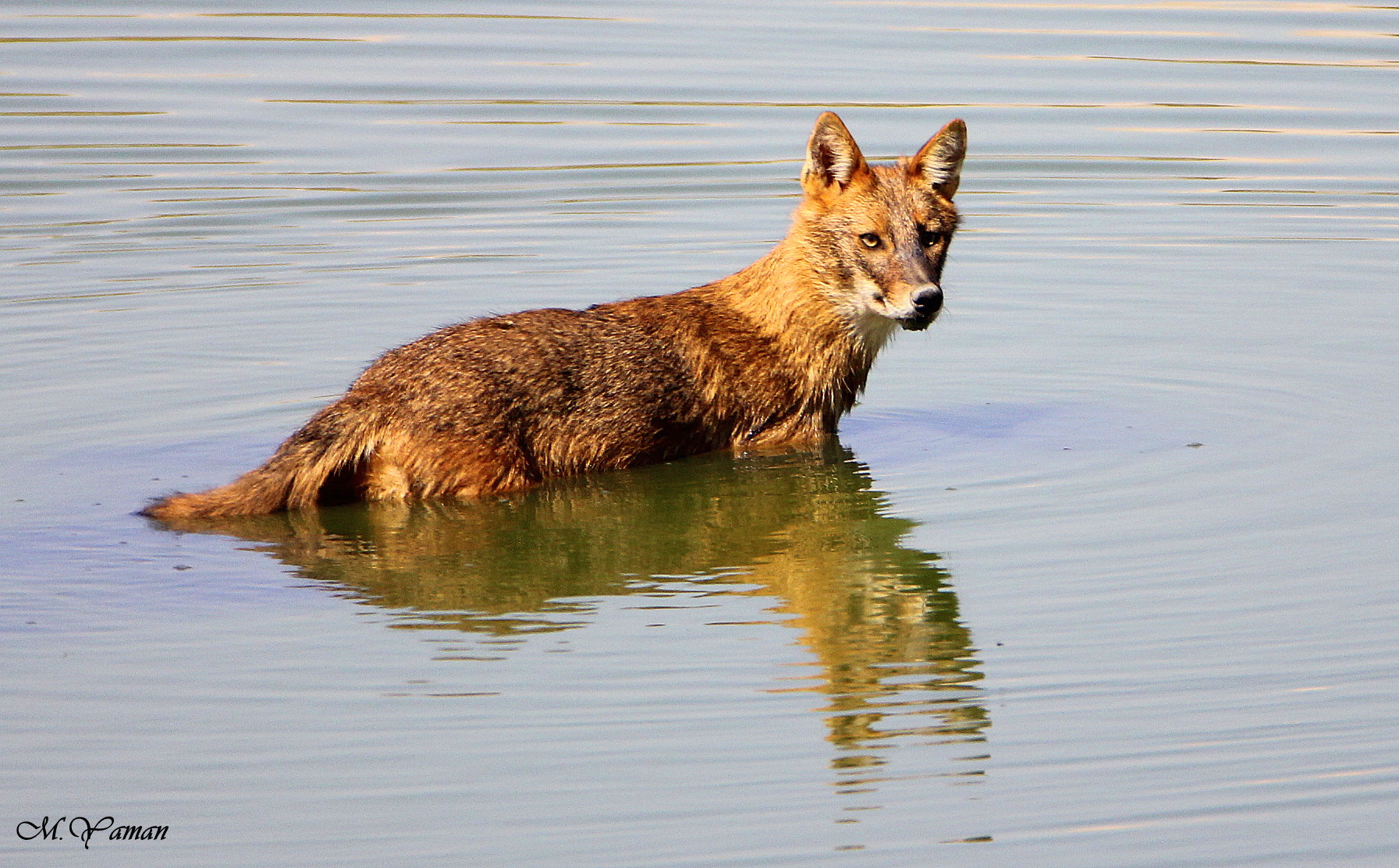 Tamron SP 150-600mm F5-6.3 Di VC USD sample photo. Jackal photography