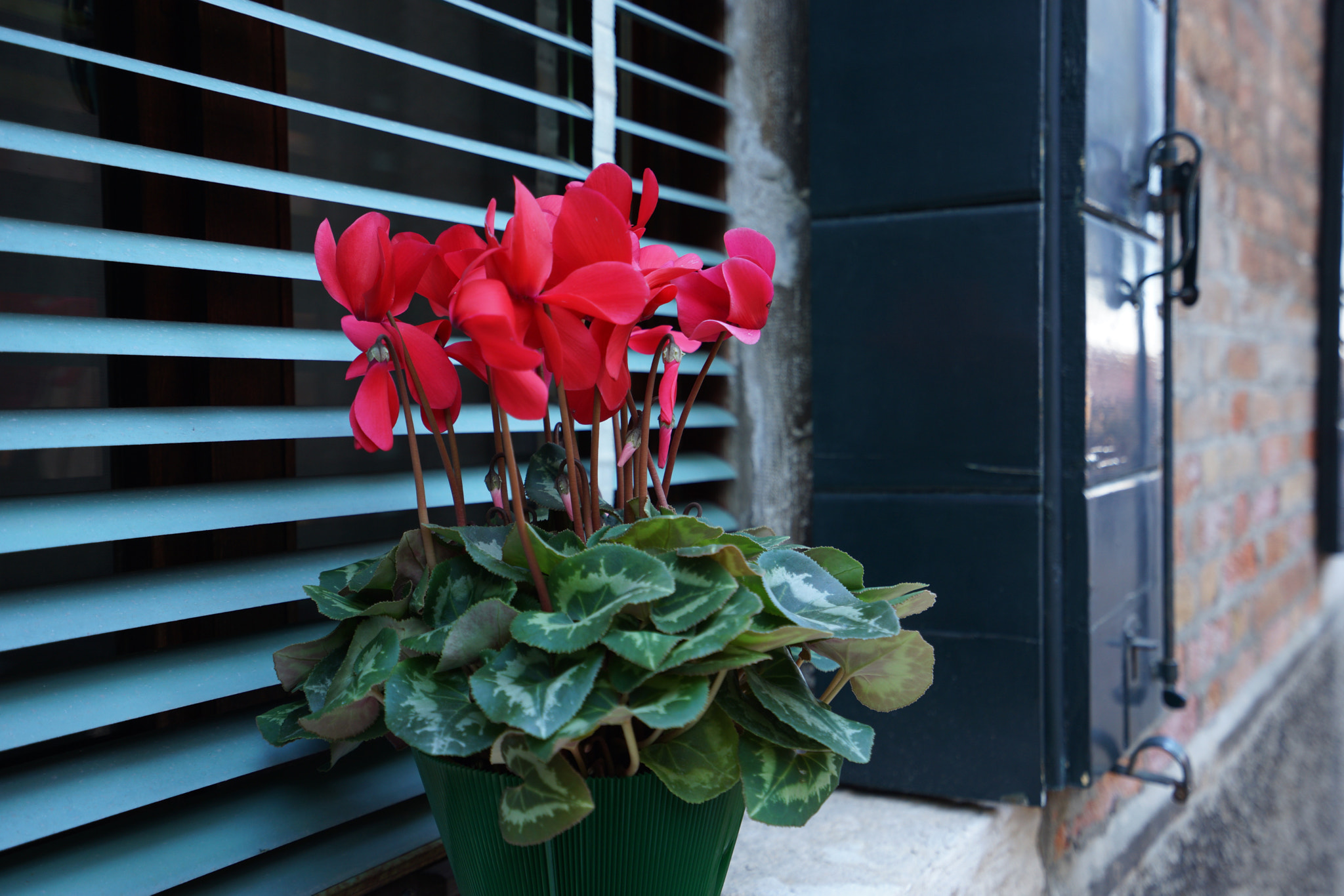 Sony a7 II + Sony Vario-Tessar T* FE 16-35mm F4 ZA OSS sample photo. Red photography