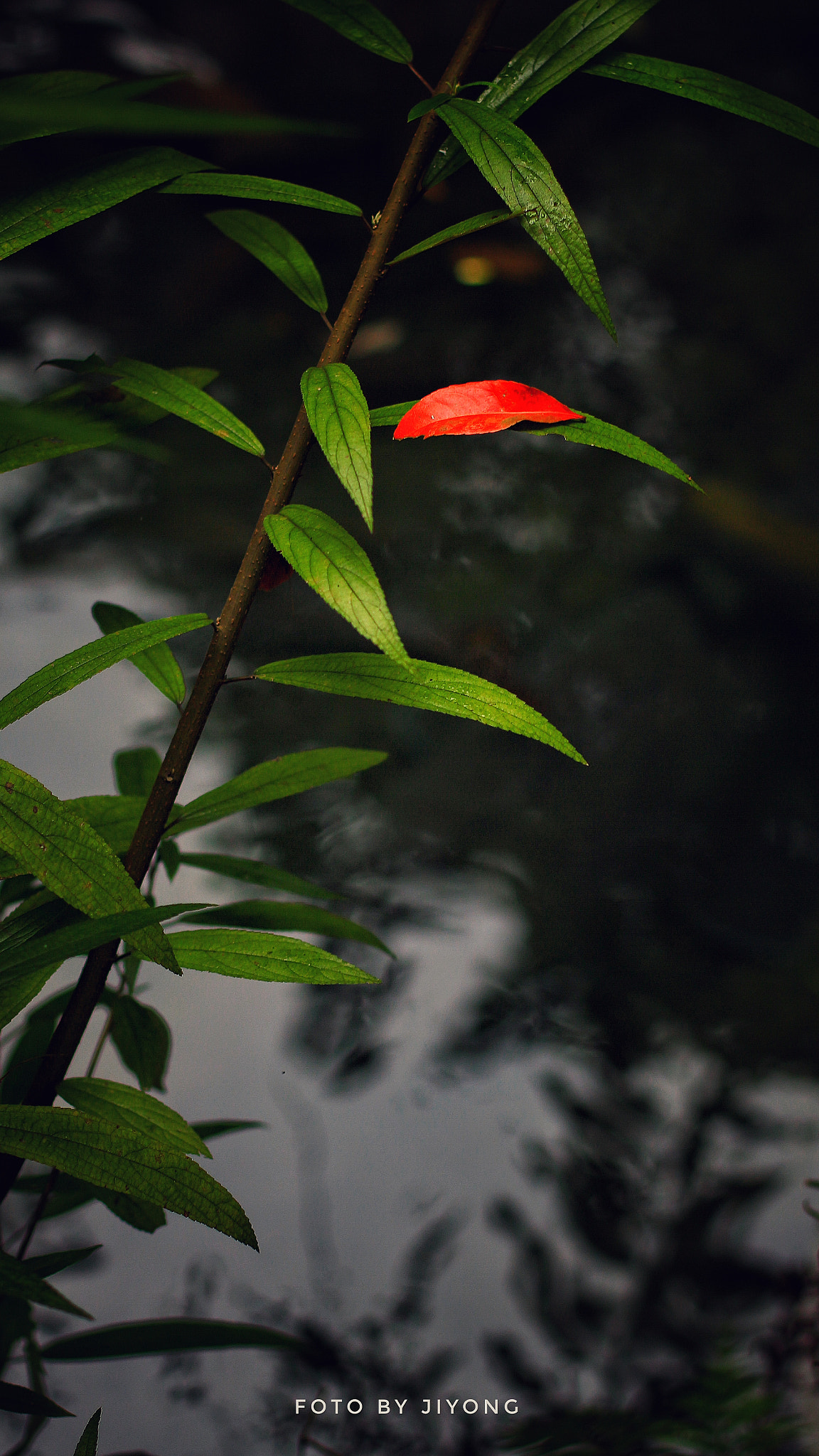 Canon EOS M + Canon EF 50mm F1.4 USM sample photo. Leaf photography