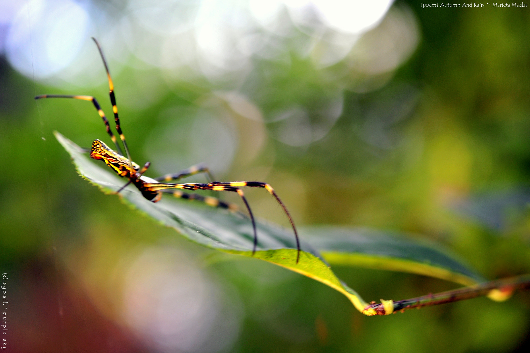 Nikon AF-S Micro-Nikkor 60mm F2.8G ED sample photo. An autumn rain photography