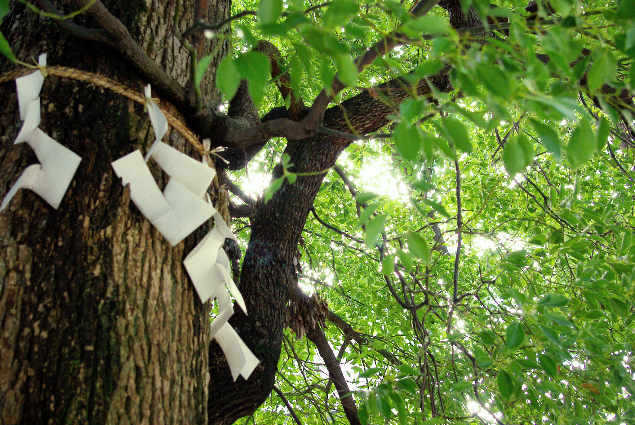 Pentax K-m (K2000) sample photo. Goshinboku (sacred tree) photography