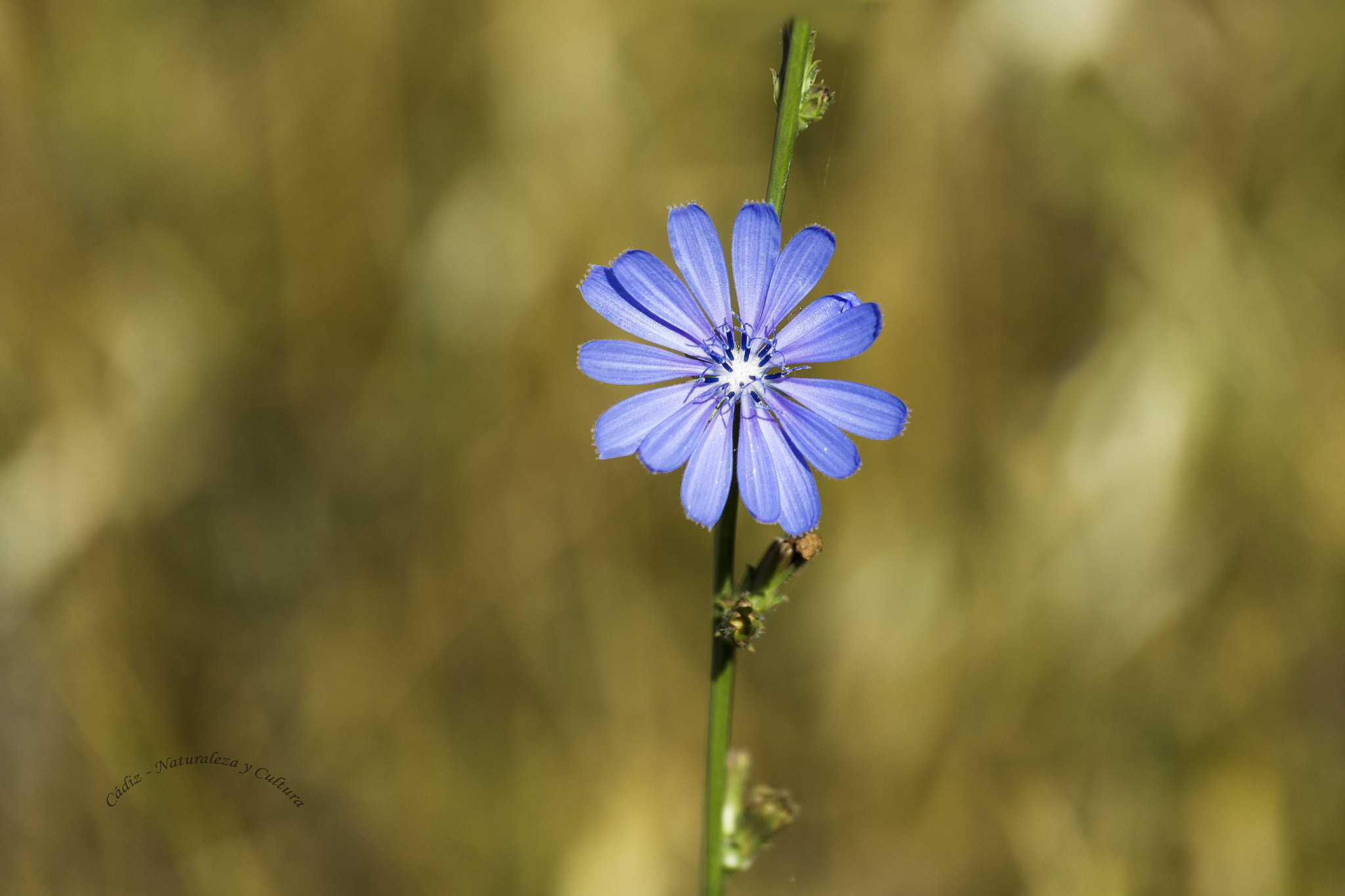 Canon EOS 550D (EOS Rebel T2i / EOS Kiss X4) + Canon EF 70-200mm F4L IS USM sample photo. Flor azul ... photography