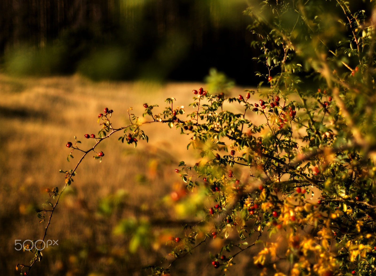 Sony 50mm F1.4 sample photo. Sweet briar photography