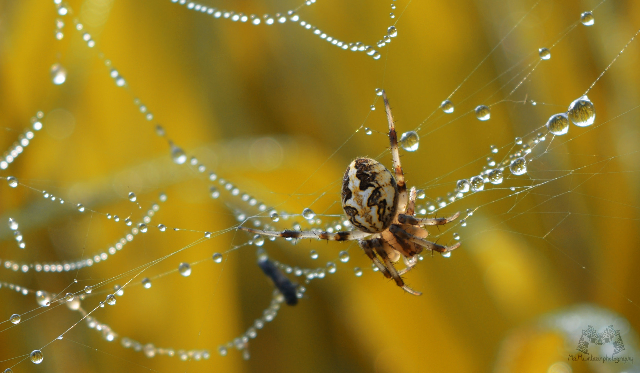 FSA-L2, EDG 65, 800mm F13 G sample photo. Hanging drops photography