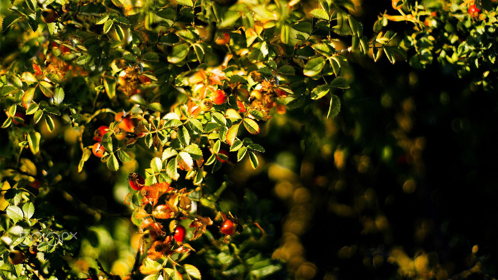 Sony 50mm F1.4 sample photo. Rose hip photography