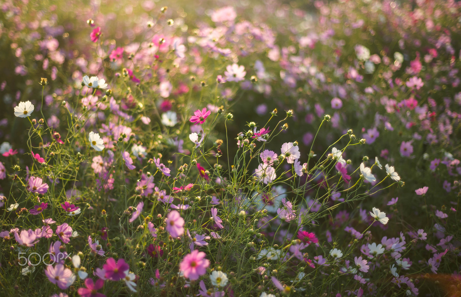 ZEISS Planar T* 50mm F1.4 sample photo. Morning cosmos photography