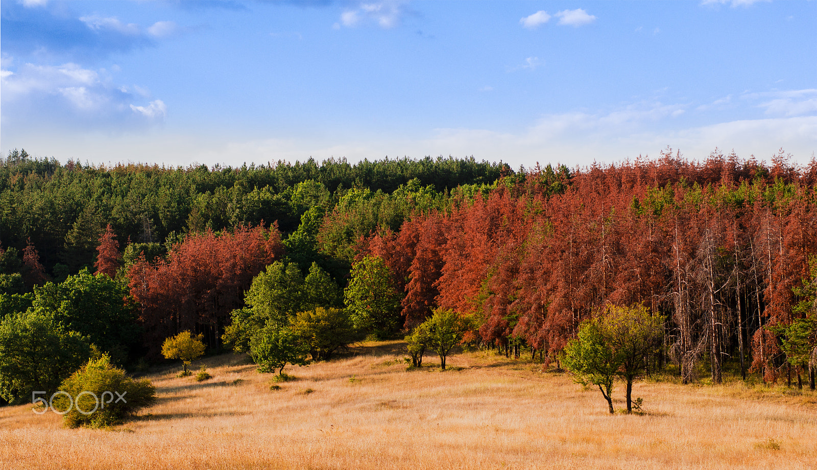 Sony SLT-A55 (SLT-A55V) sample photo. Autumn forest photography