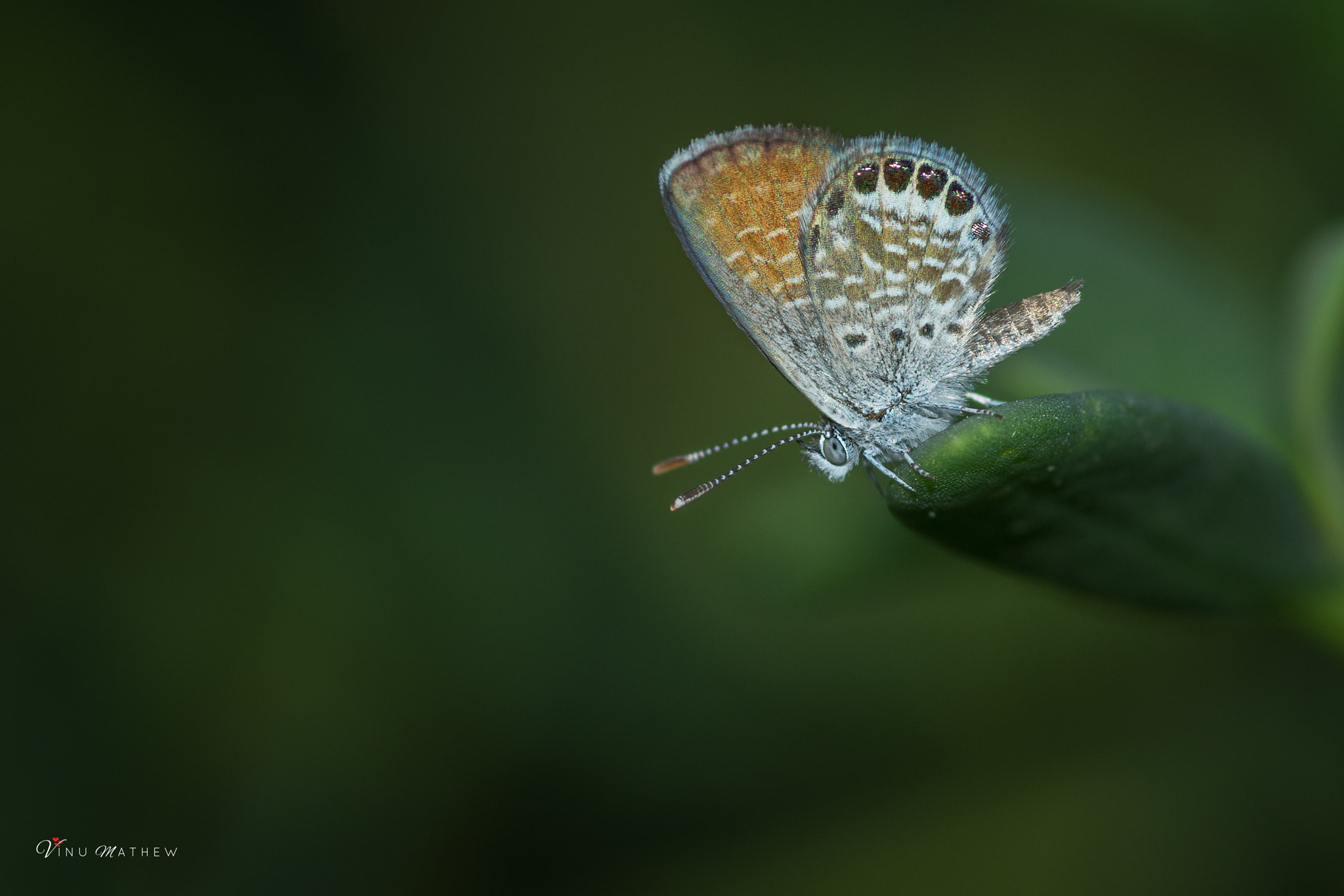 Nikon D7200 + Tokina AT-X Pro 100mm F2.8 Macro sample photo. Western pygmy blue photography