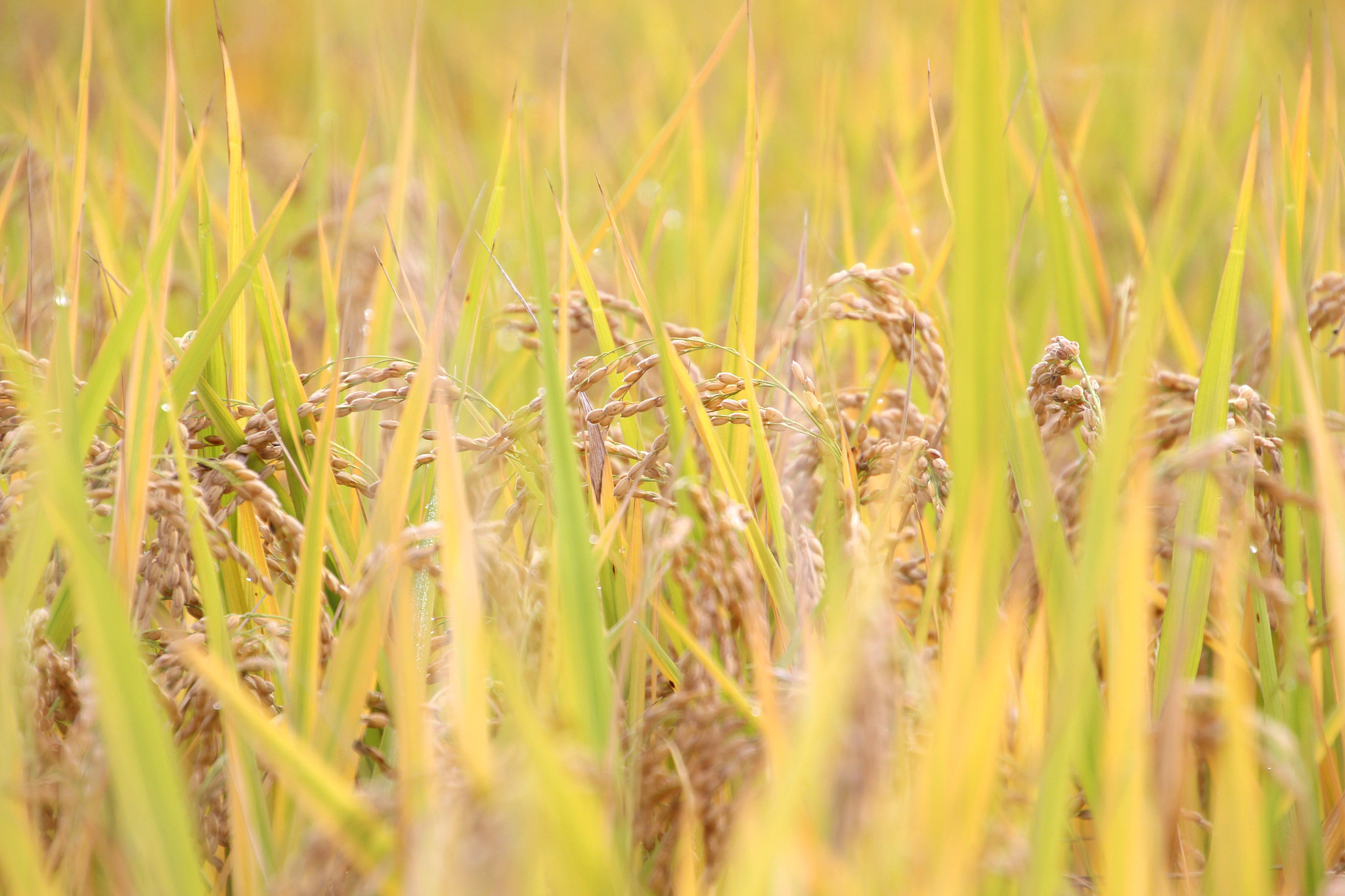 Canon EOS 100D (EOS Rebel SL1 / EOS Kiss X7) sample photo. Rice plant photography