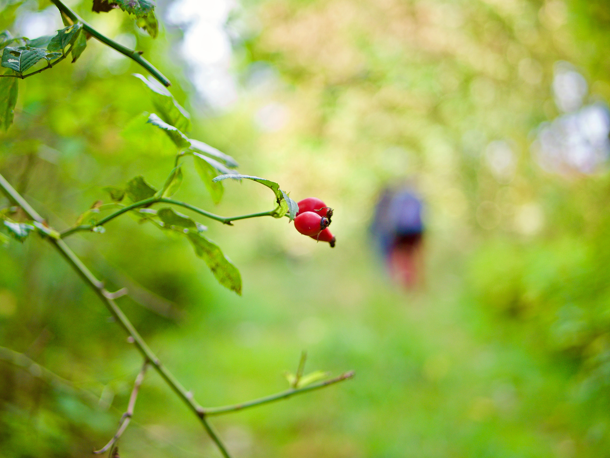Olympus OM-D E-M10 + LUMIX G 25/F1.7 sample photo. Rote frucht photography